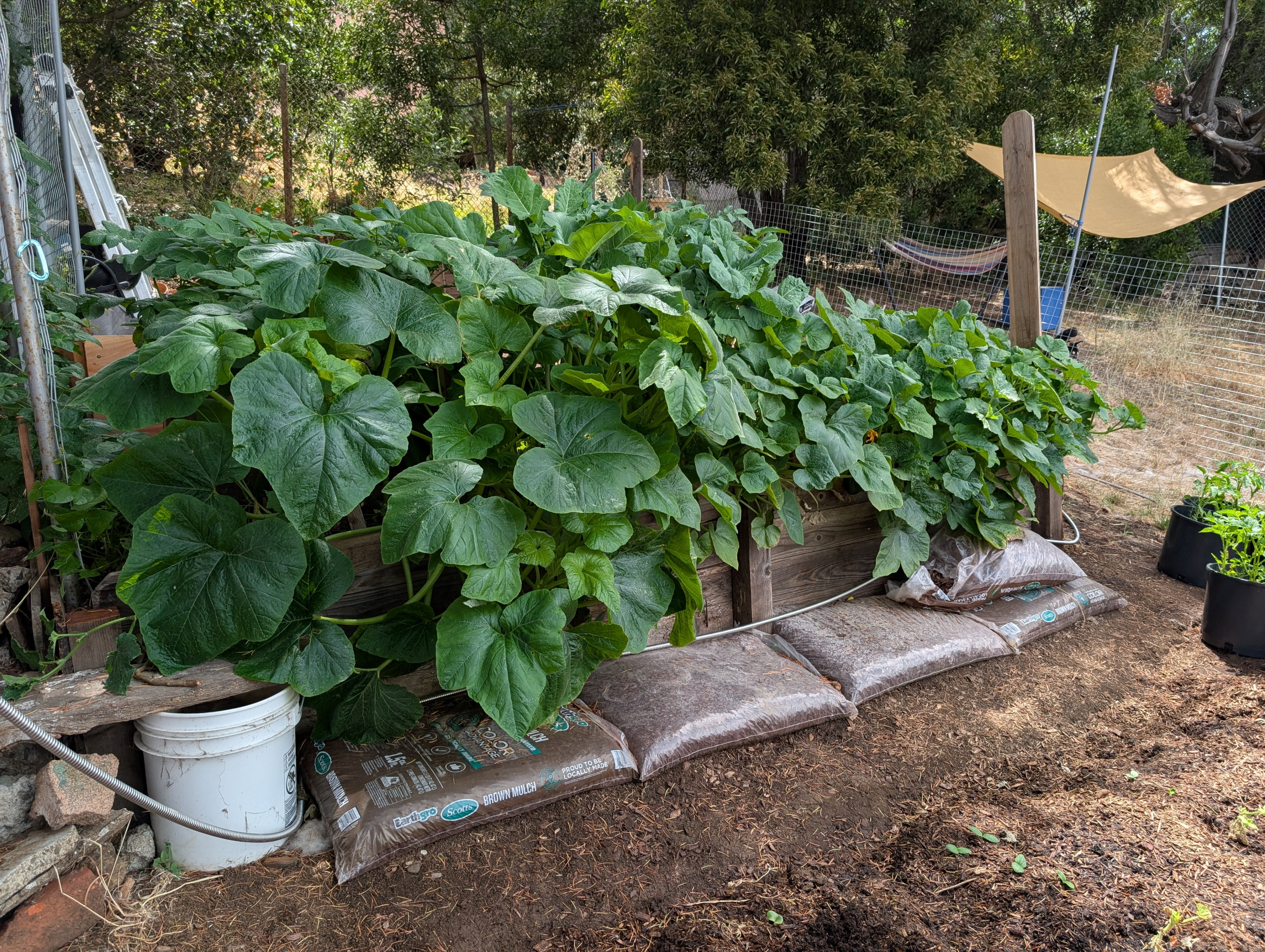 Garden status 2025-07-03: The butternut squash leaves are fricken' huge.
