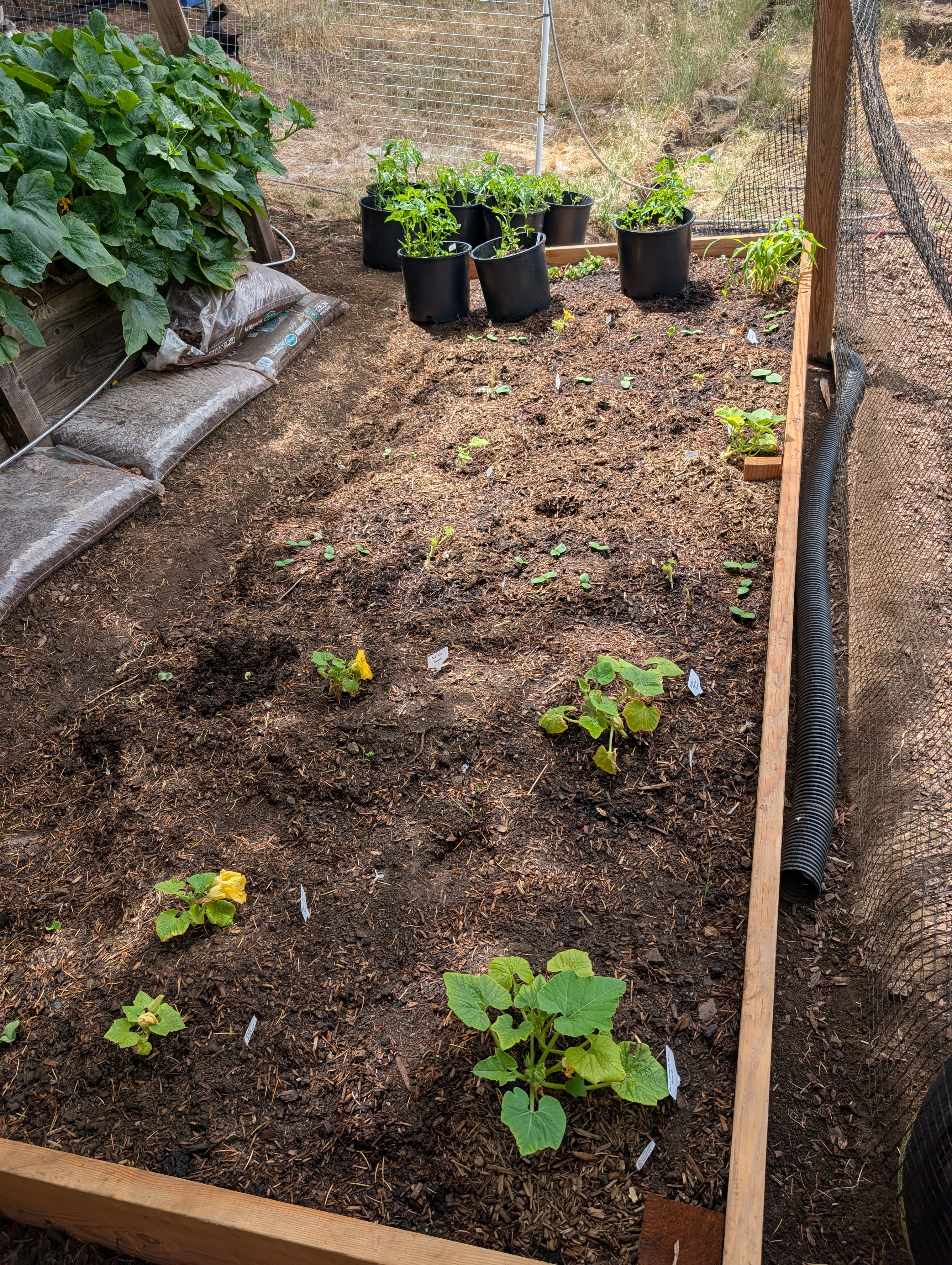 Garden status 2025-07-03