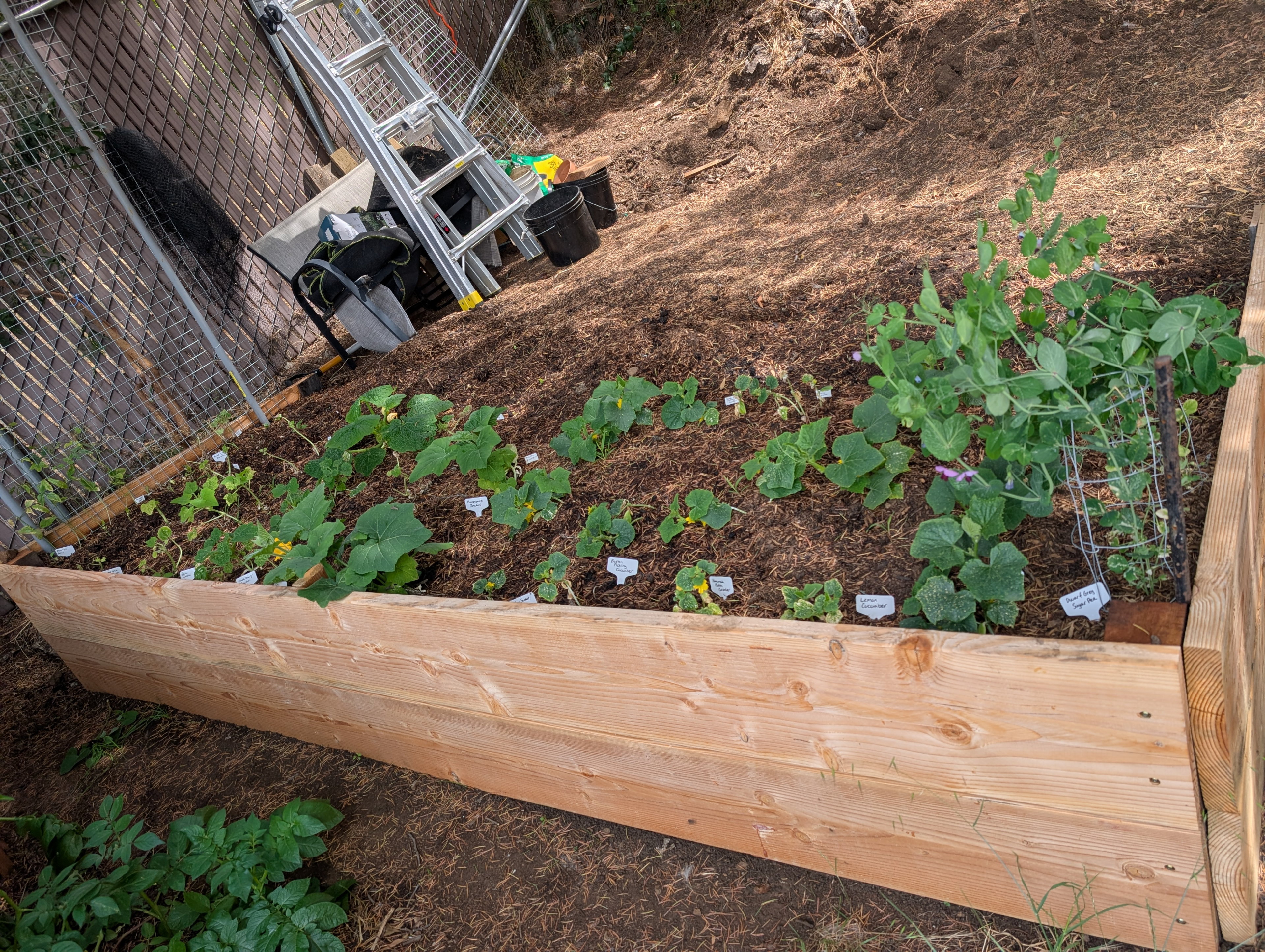 Garden status 2025-07-03