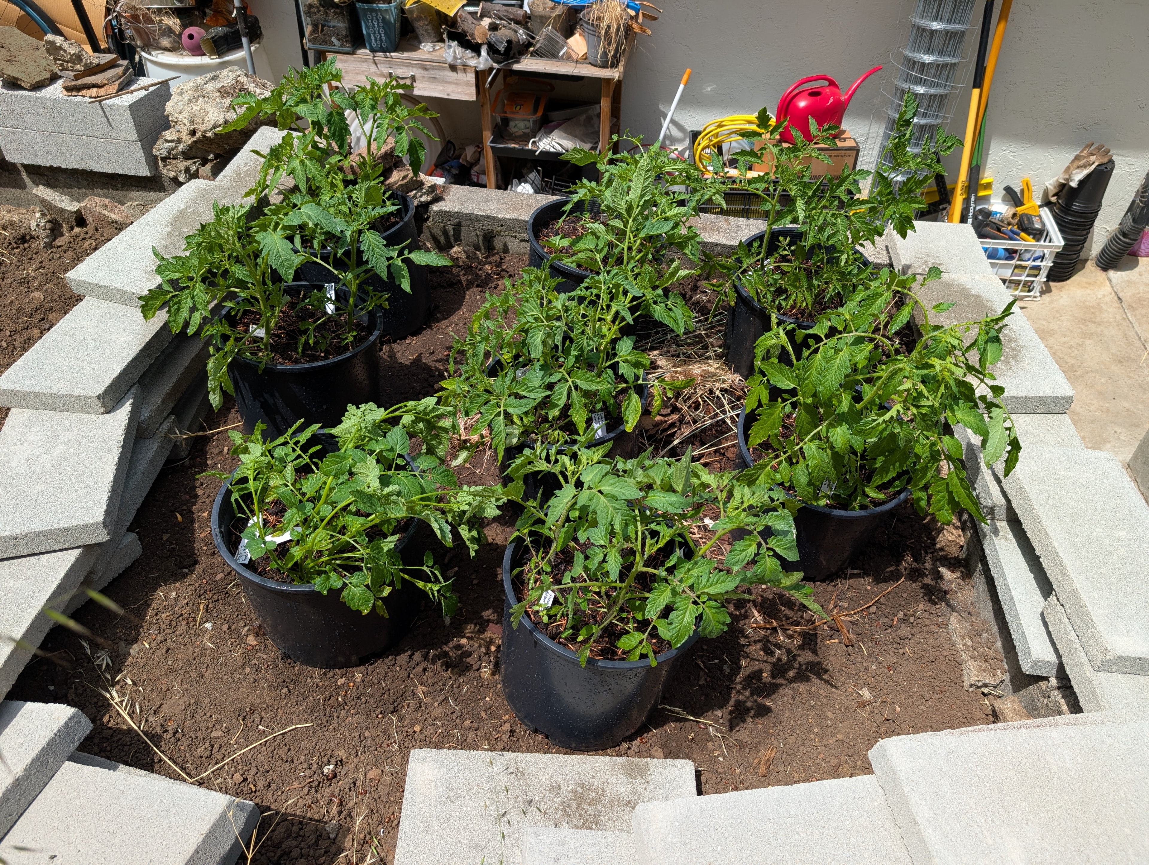 Garden status 2025-07-03: Tomatoes are about 80 days old now.