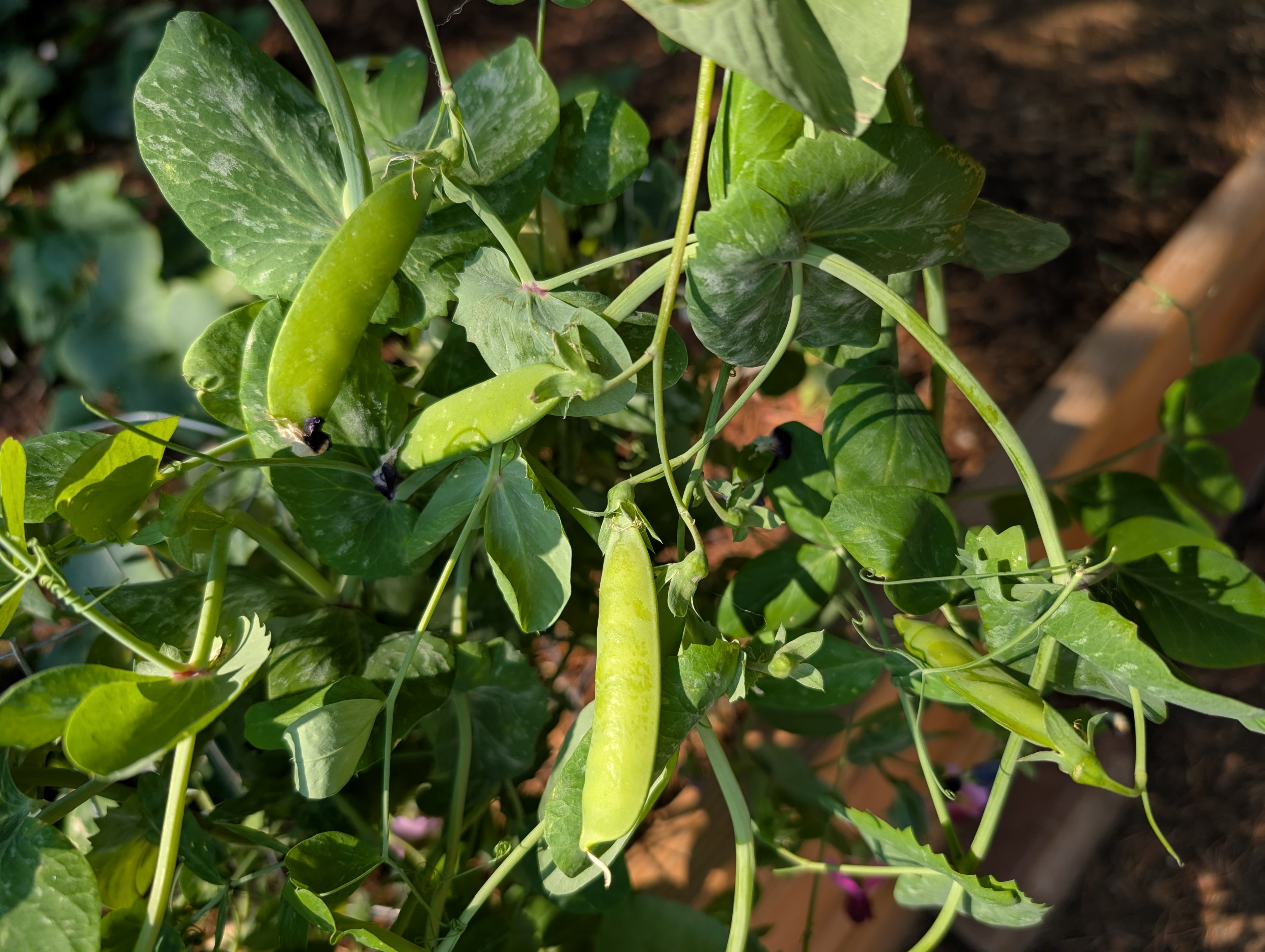 Garden status 2025-07-11: First peas!