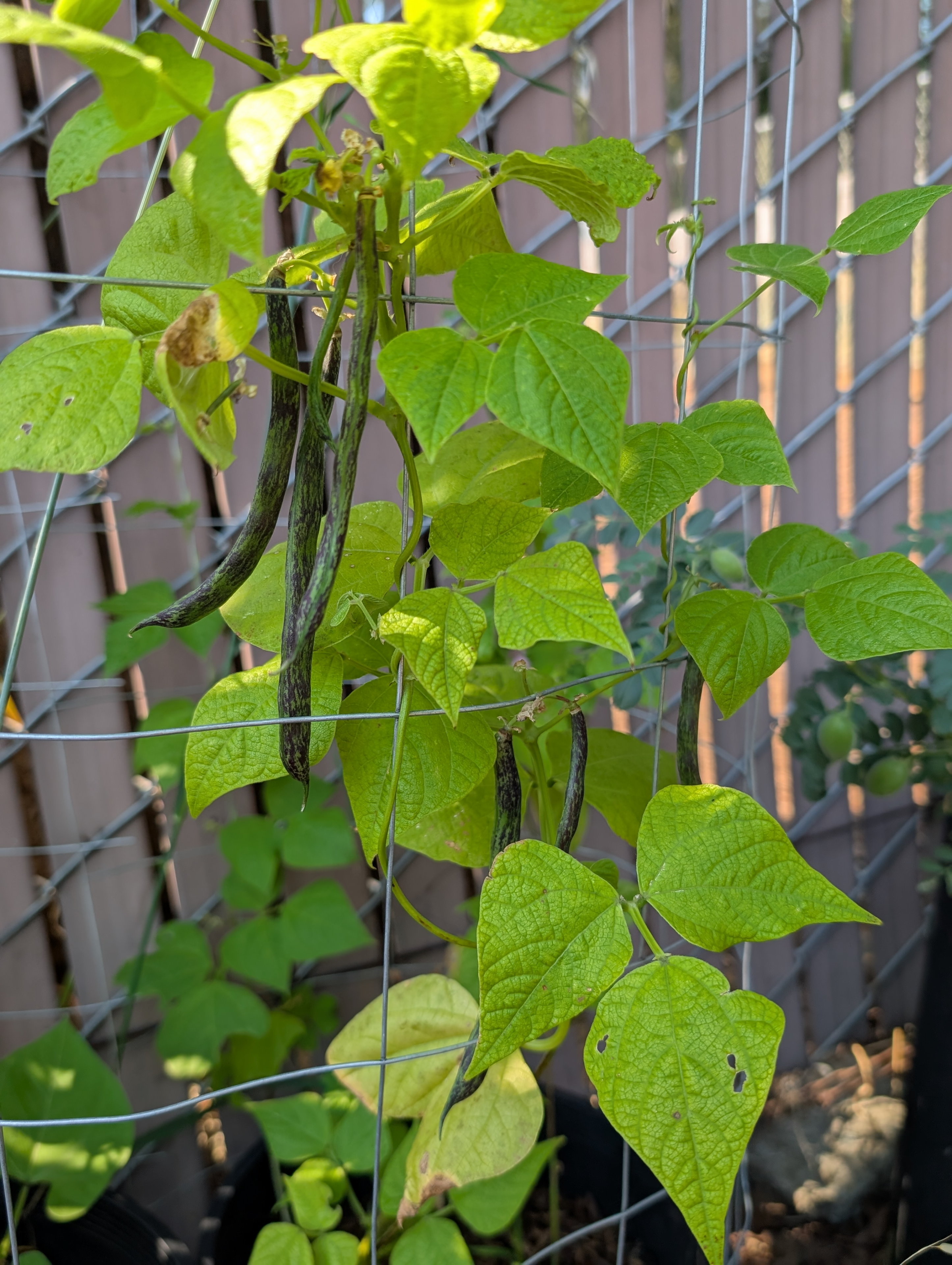 Garden status 2025-07-11: At least these Iroquois skunk beans look pretty cool.