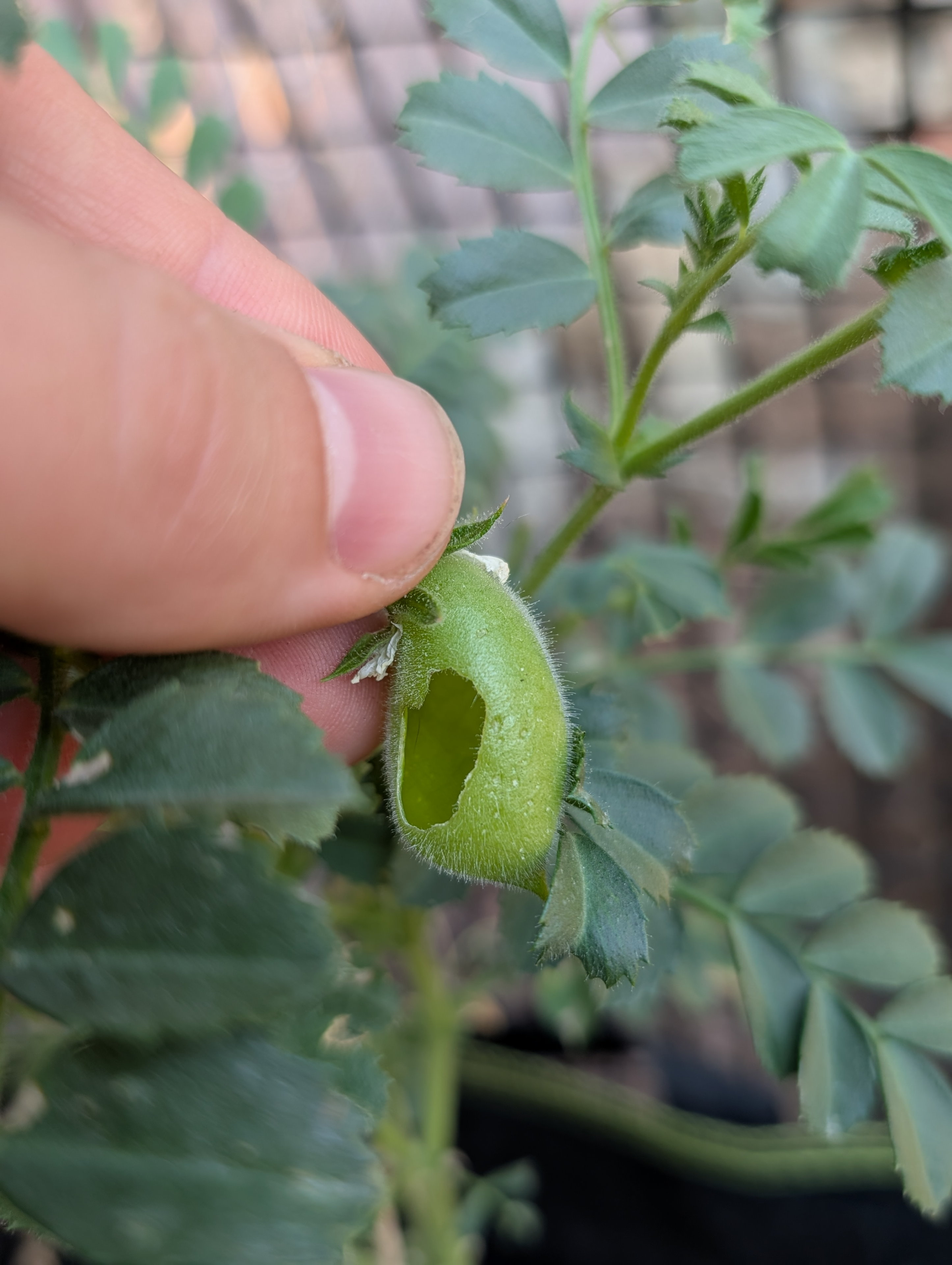 Garden status 2025-07-11: All that work for a single garbanzo bean and I didn't even get to eat it!