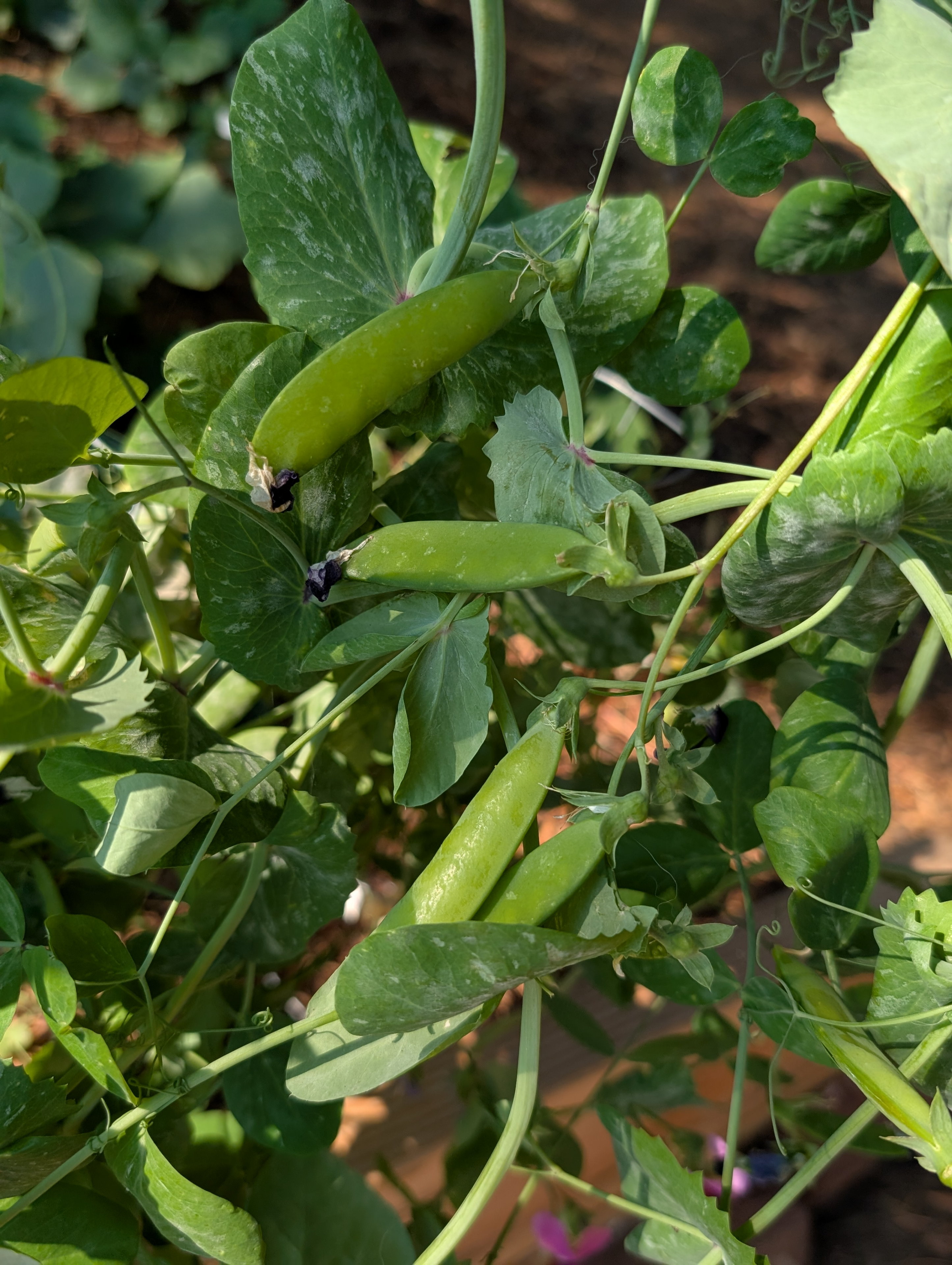 Garden status 2025-07-11