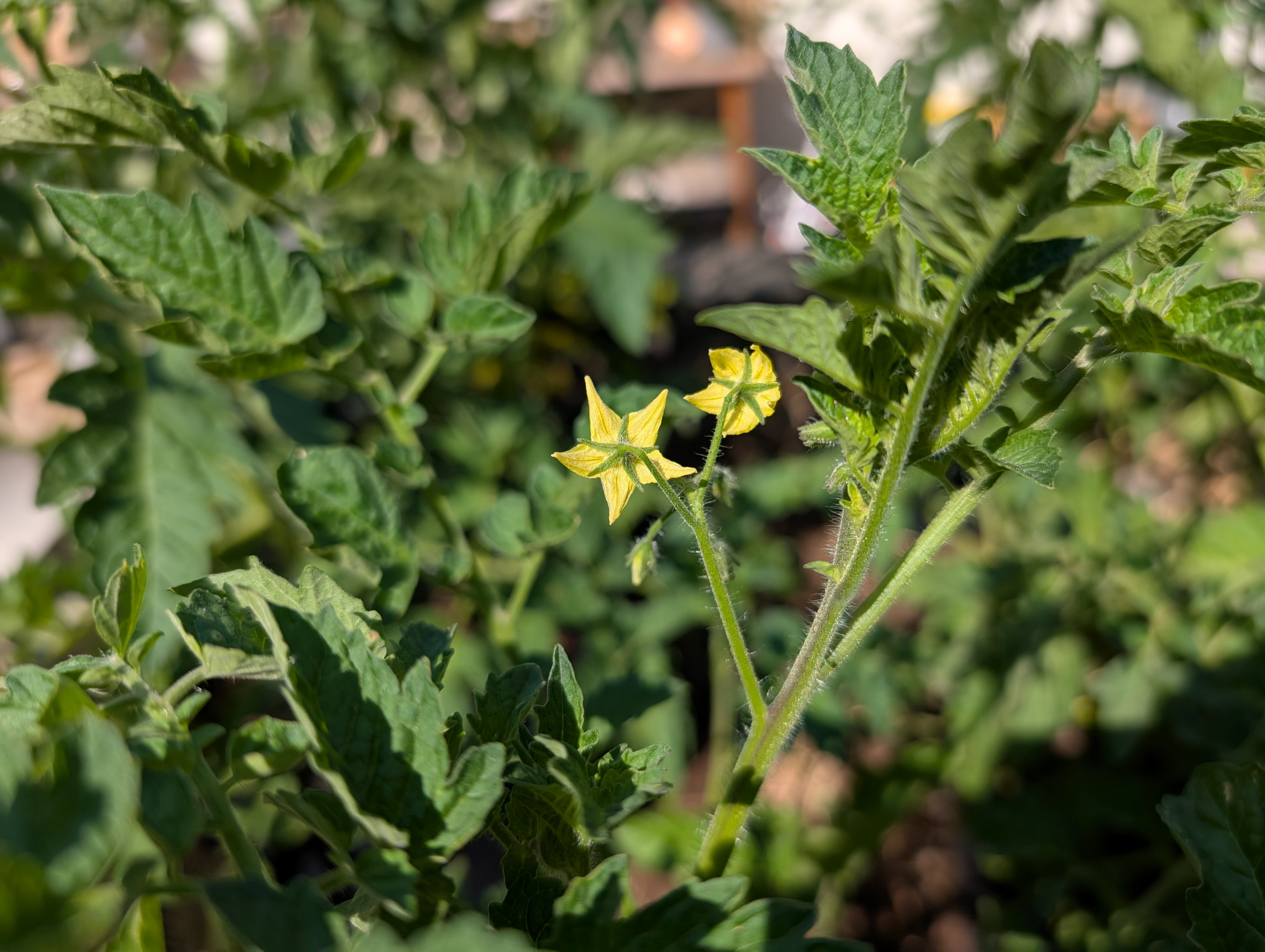 Garden status 2025-07-15
