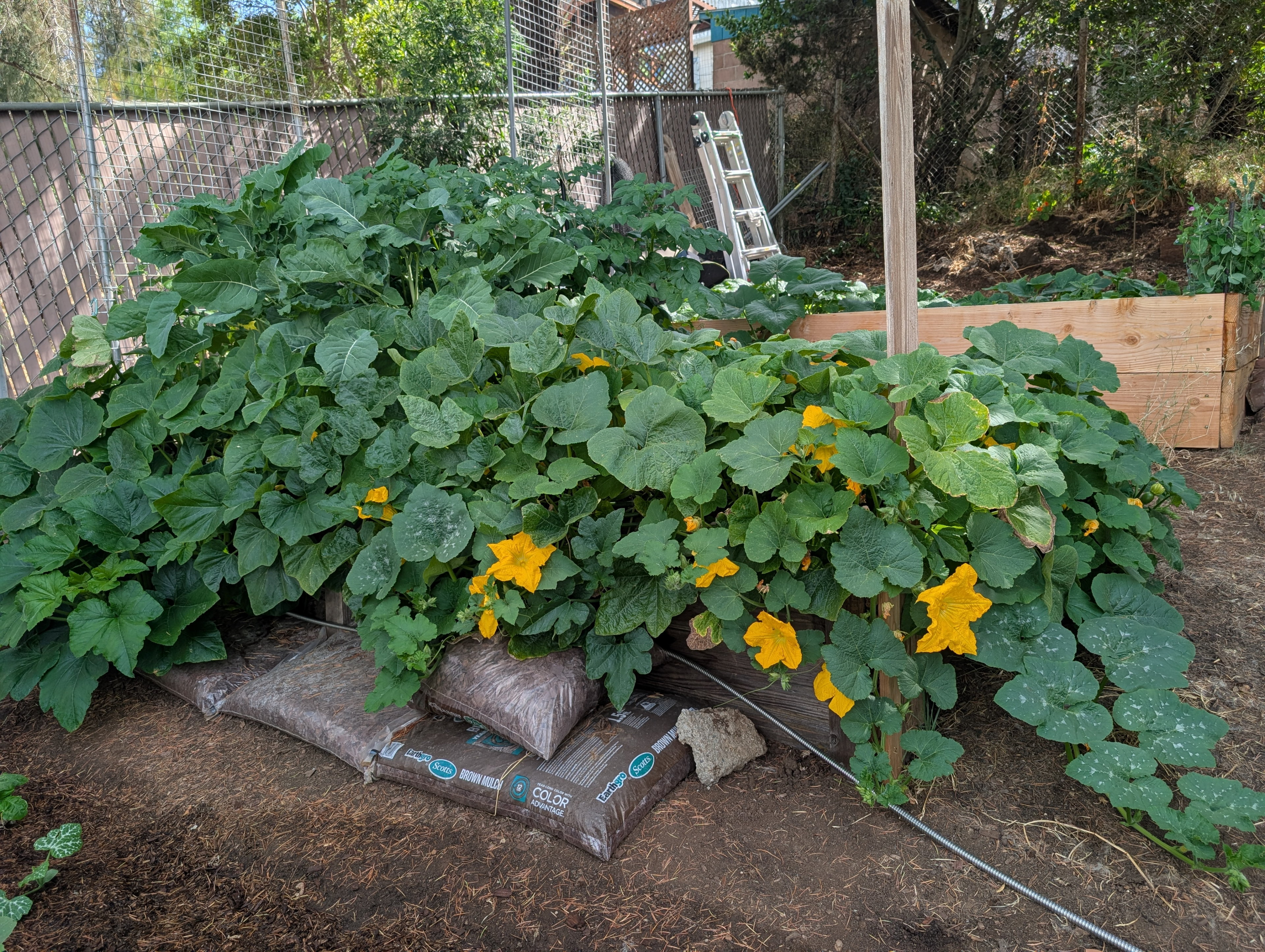 Garden status 2025-07-17: Now we're getting pumpkin flowers every day. So cool.