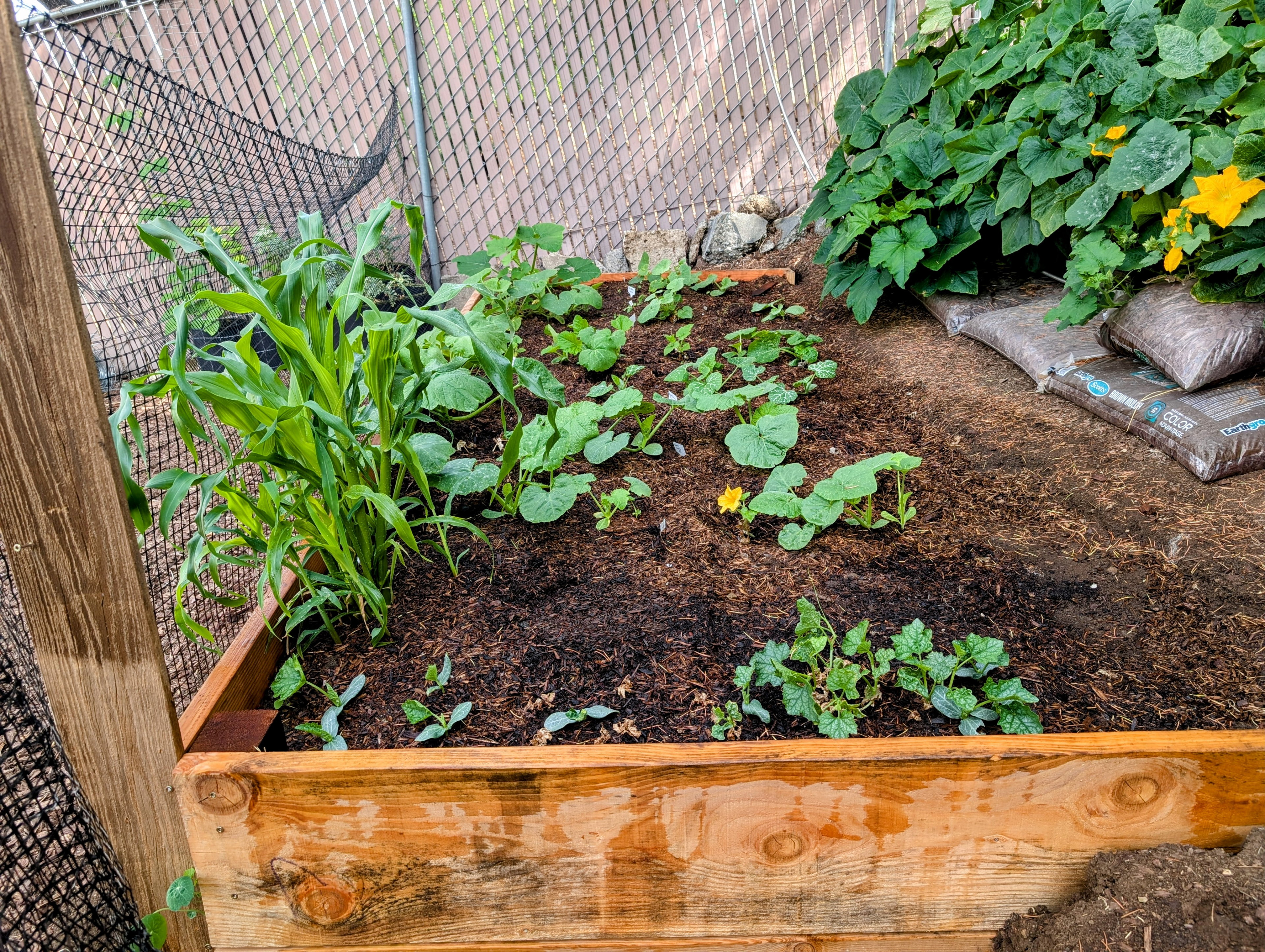 Garden status 2025-07-17: Corn is recognizable now.