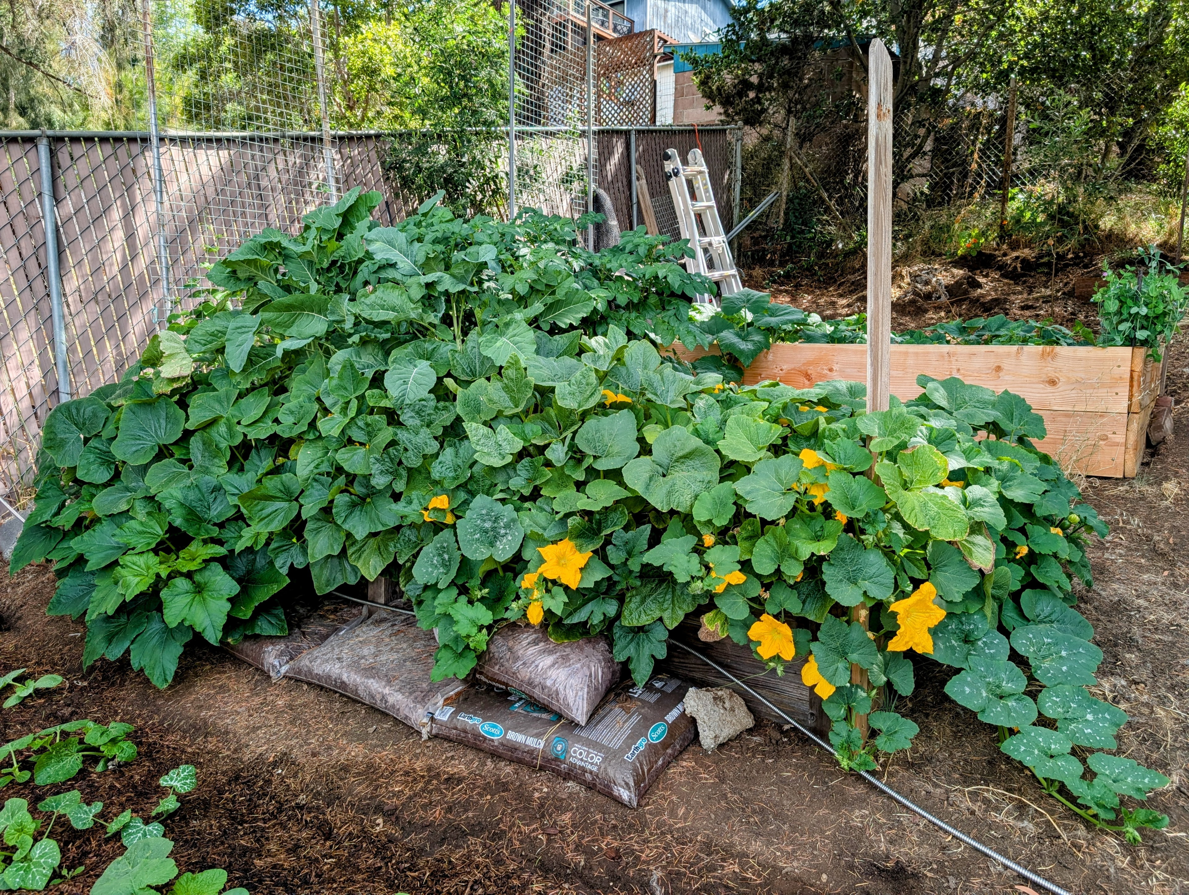 Garden status 2025-07-17