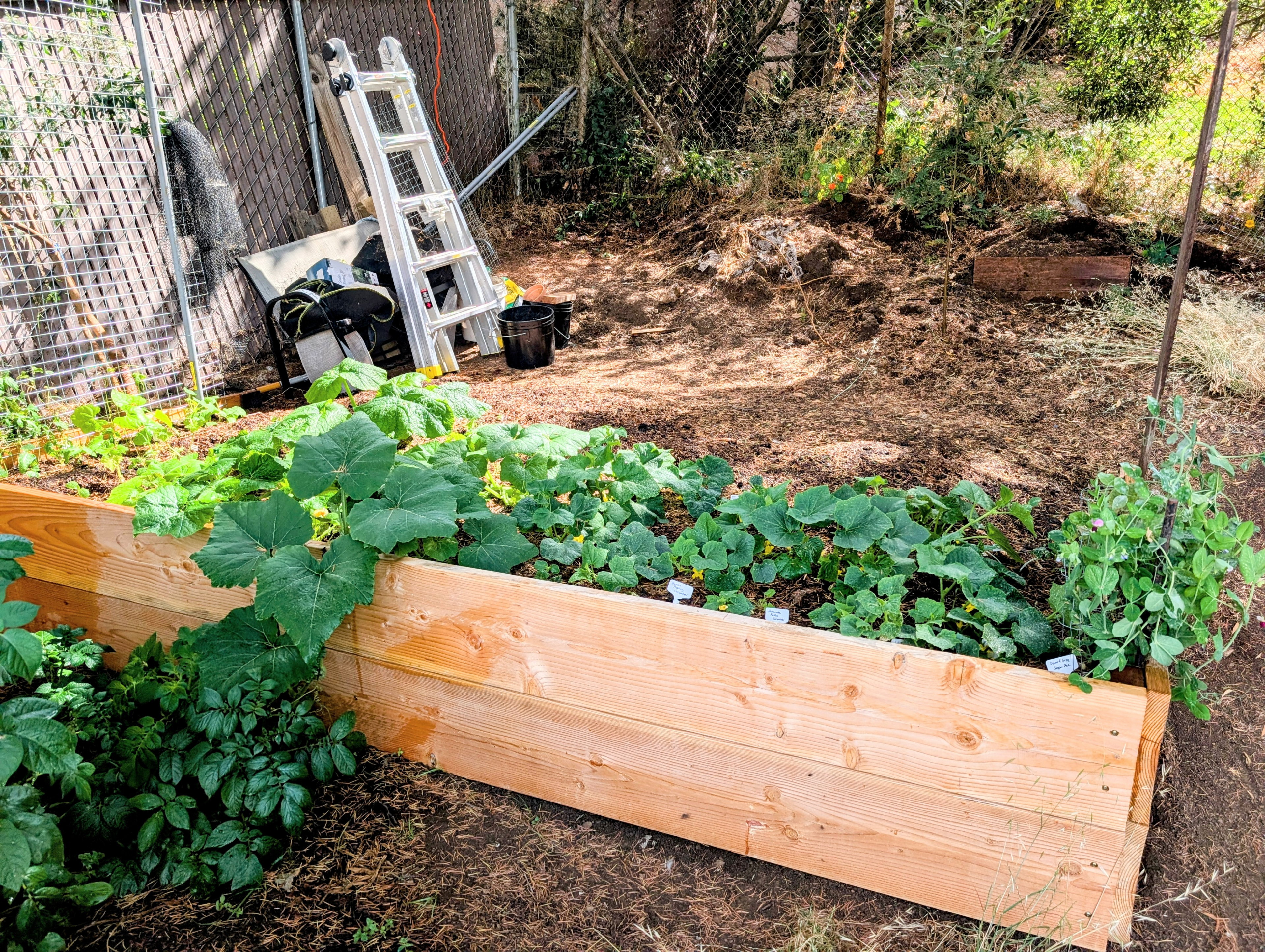 Garden status 2025-07-17