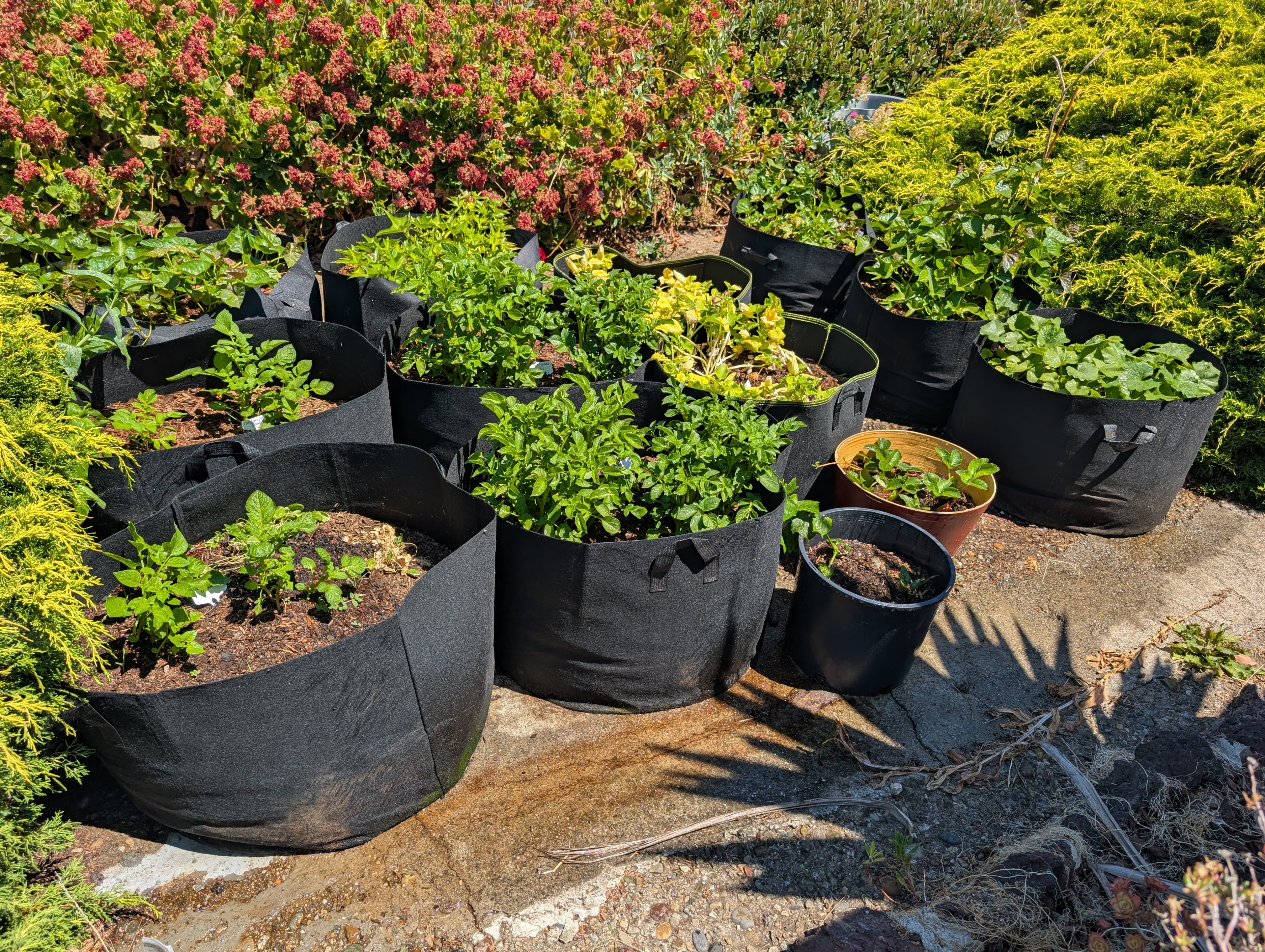 Garden status 2025-07-17