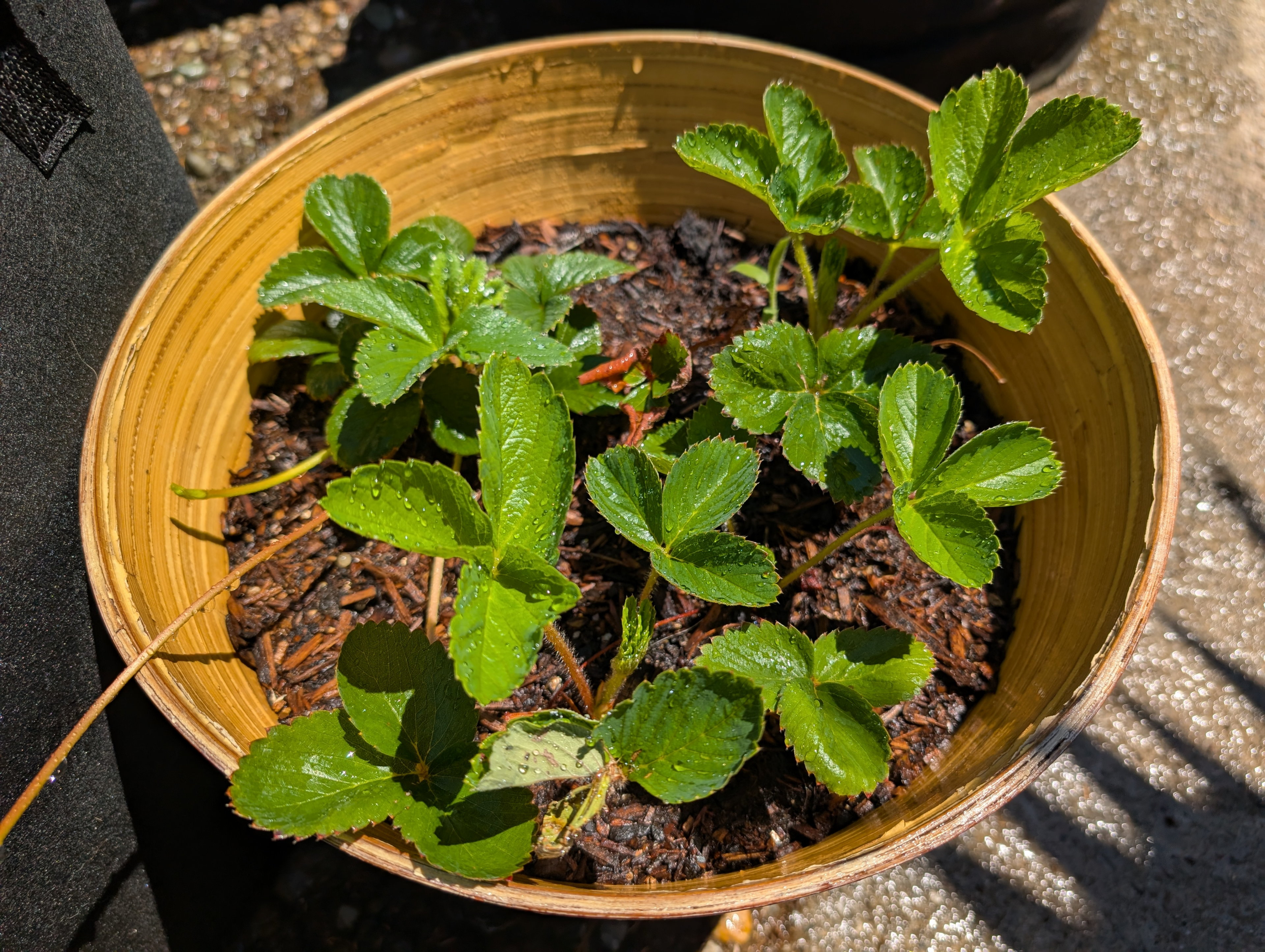 Garden status 2025-07-17: I planted some strawberries as kind of an afterthought, as I never figured out where I wanted to put them and almost killed the ones I bought.