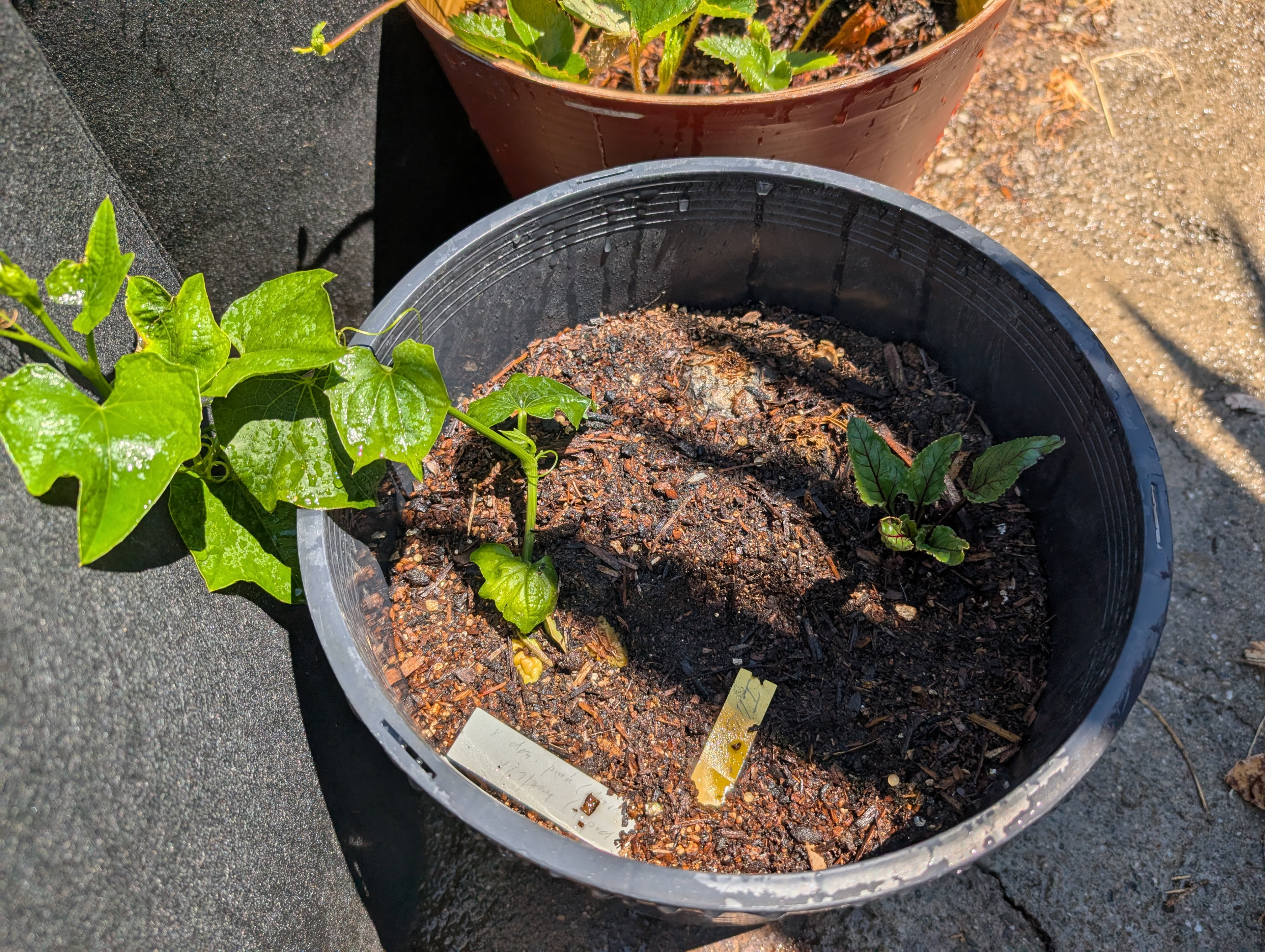 Garden status 2025-07-17: This is a chayote / merliton squash. Just an experiment.