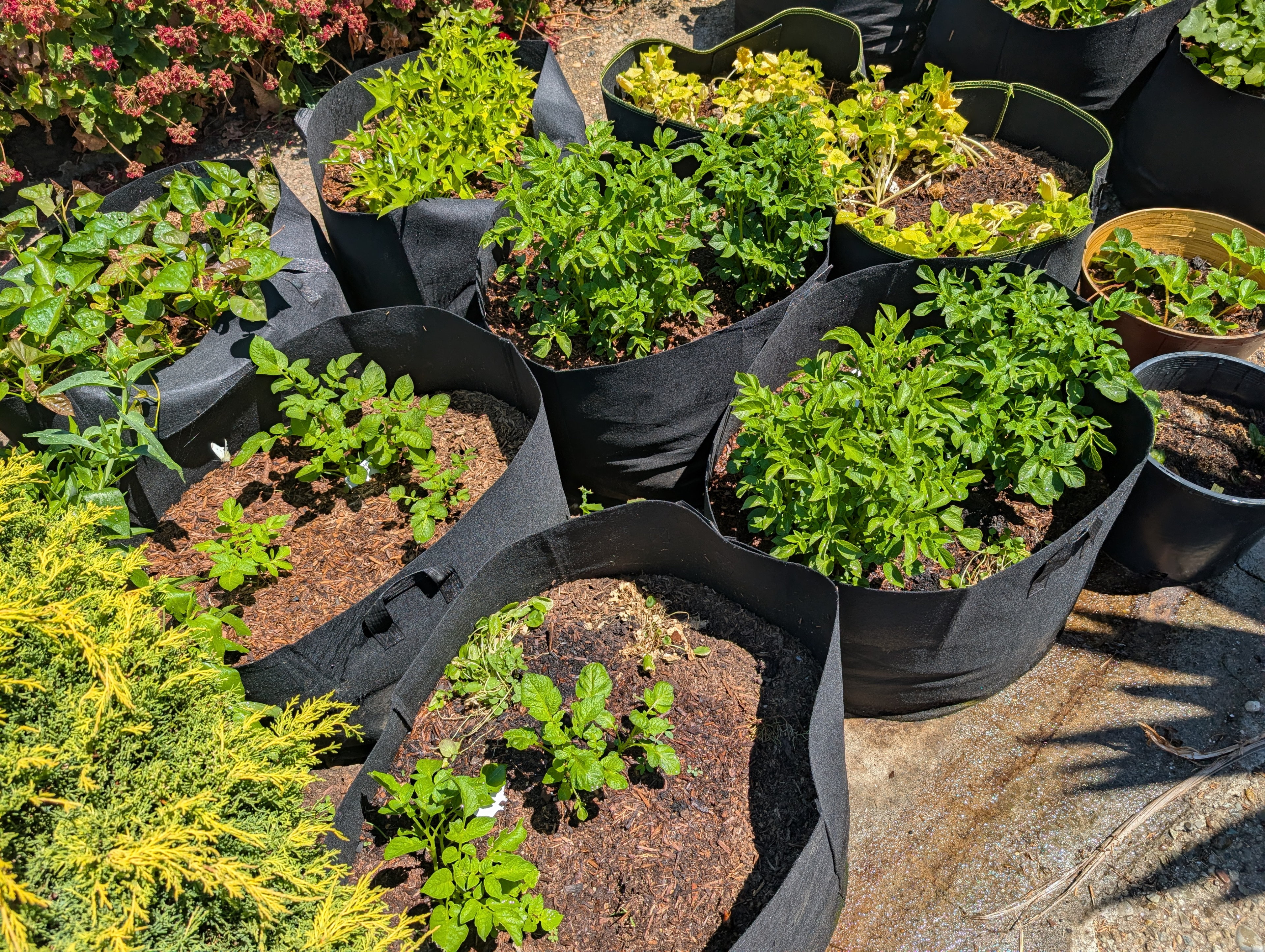 Garden status 2025-07-17: Potato bags to make use of space in the front, which is all concrete. I should just take out the concrete probably.