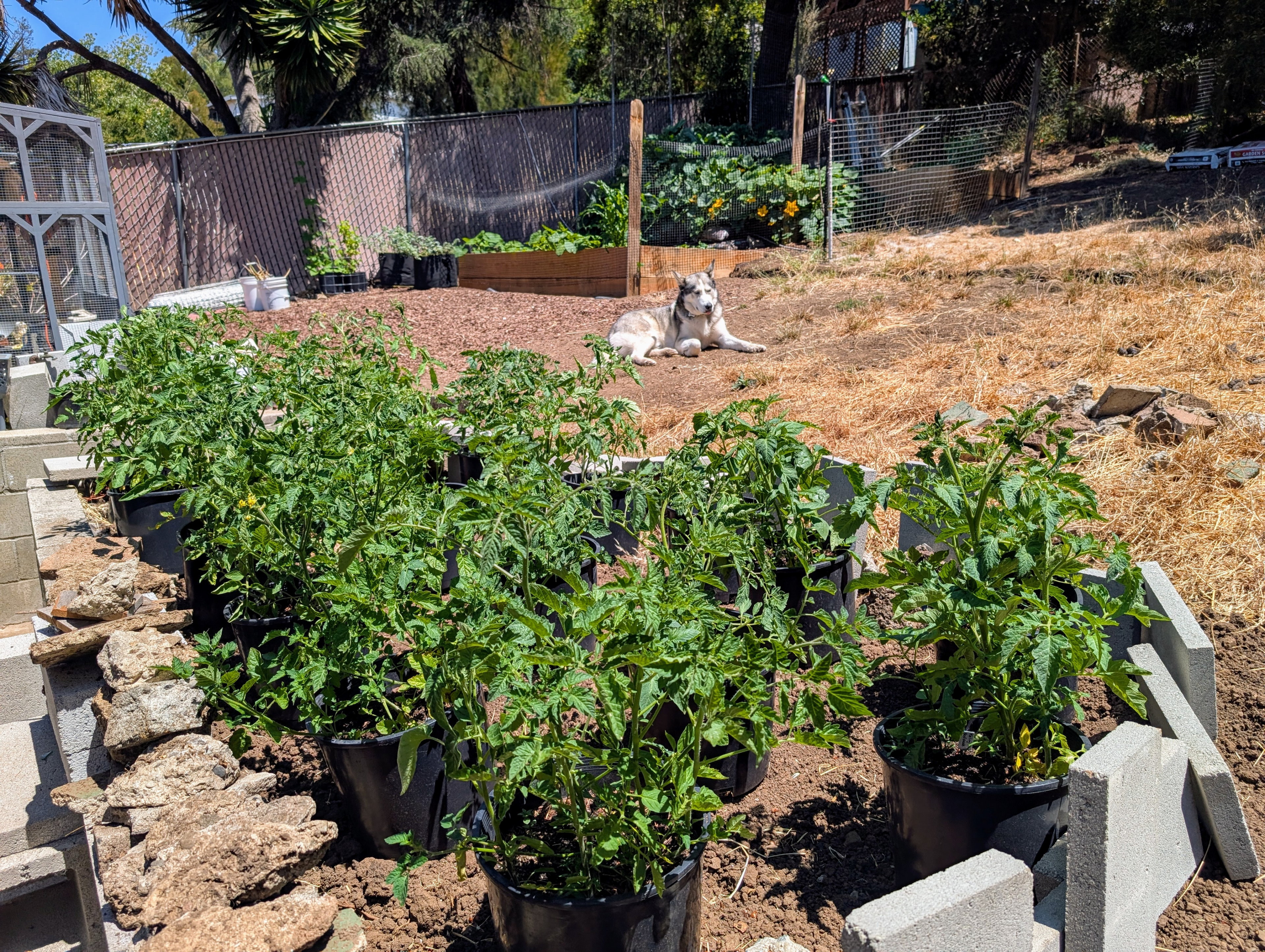 Garden status 2025-07-17: Tomatoes at about 94 days, and starting to flower.