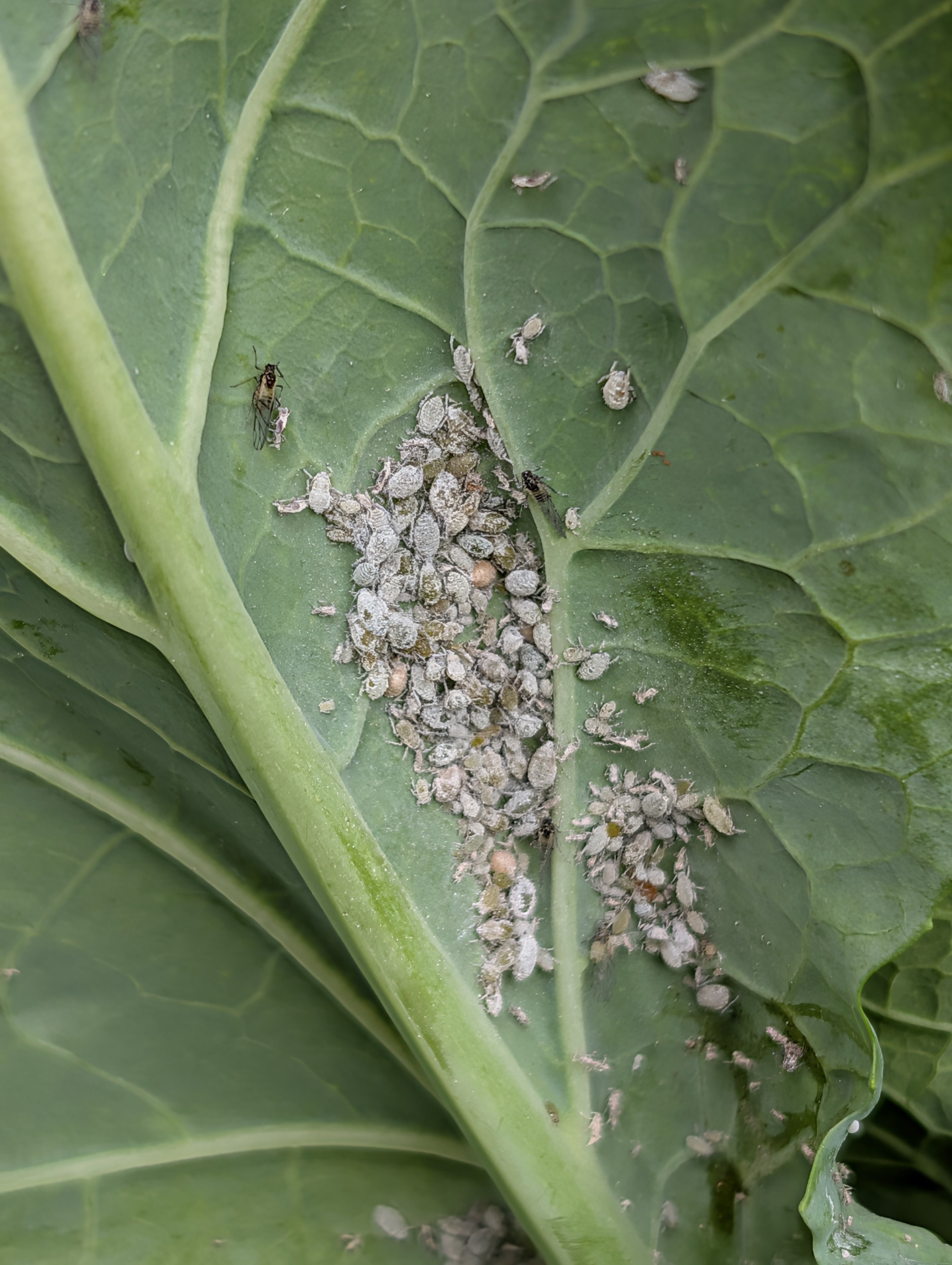 Garden status 2025-07-20: First pests eating my kale.
