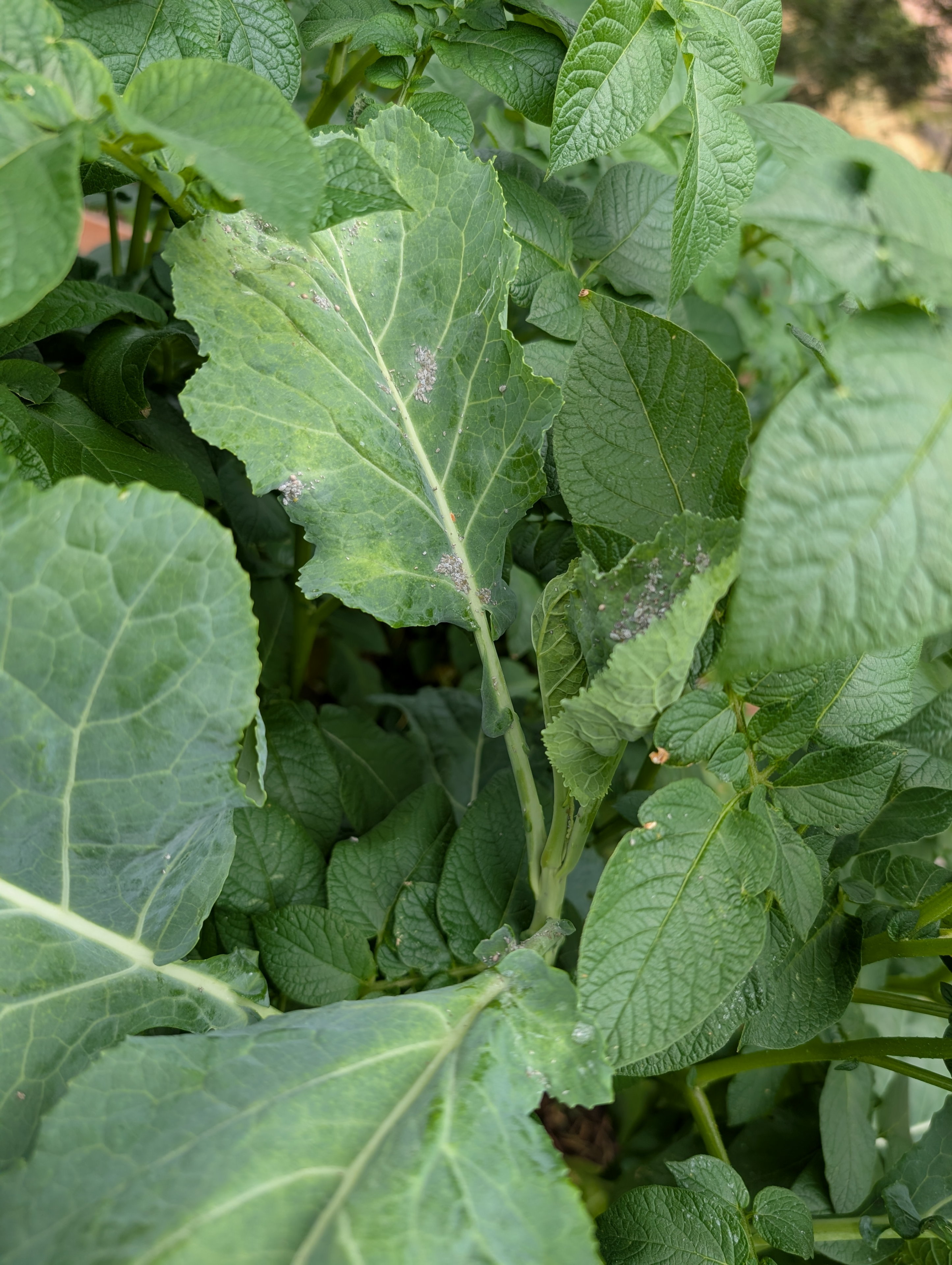 Garden status 2025-07-20: First pests eating my kale.