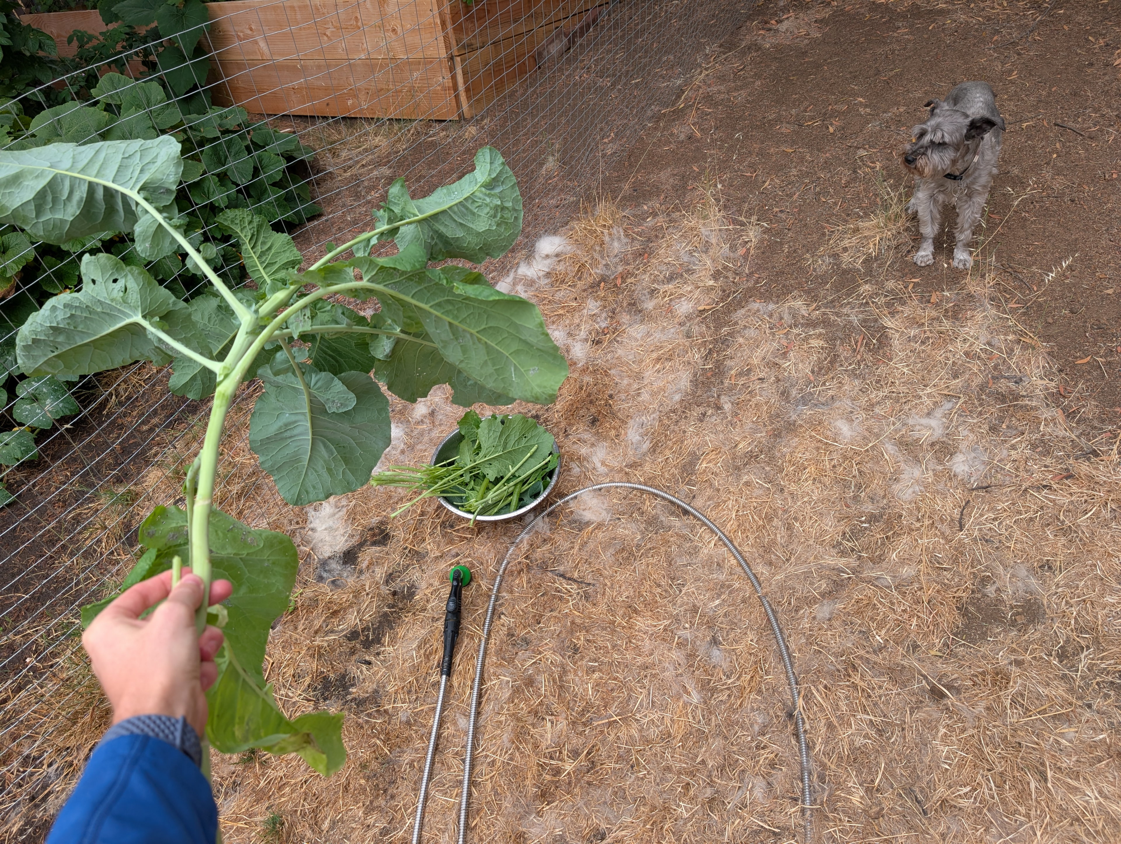 Garden status 2025-07-20: First time eating kale I grew!