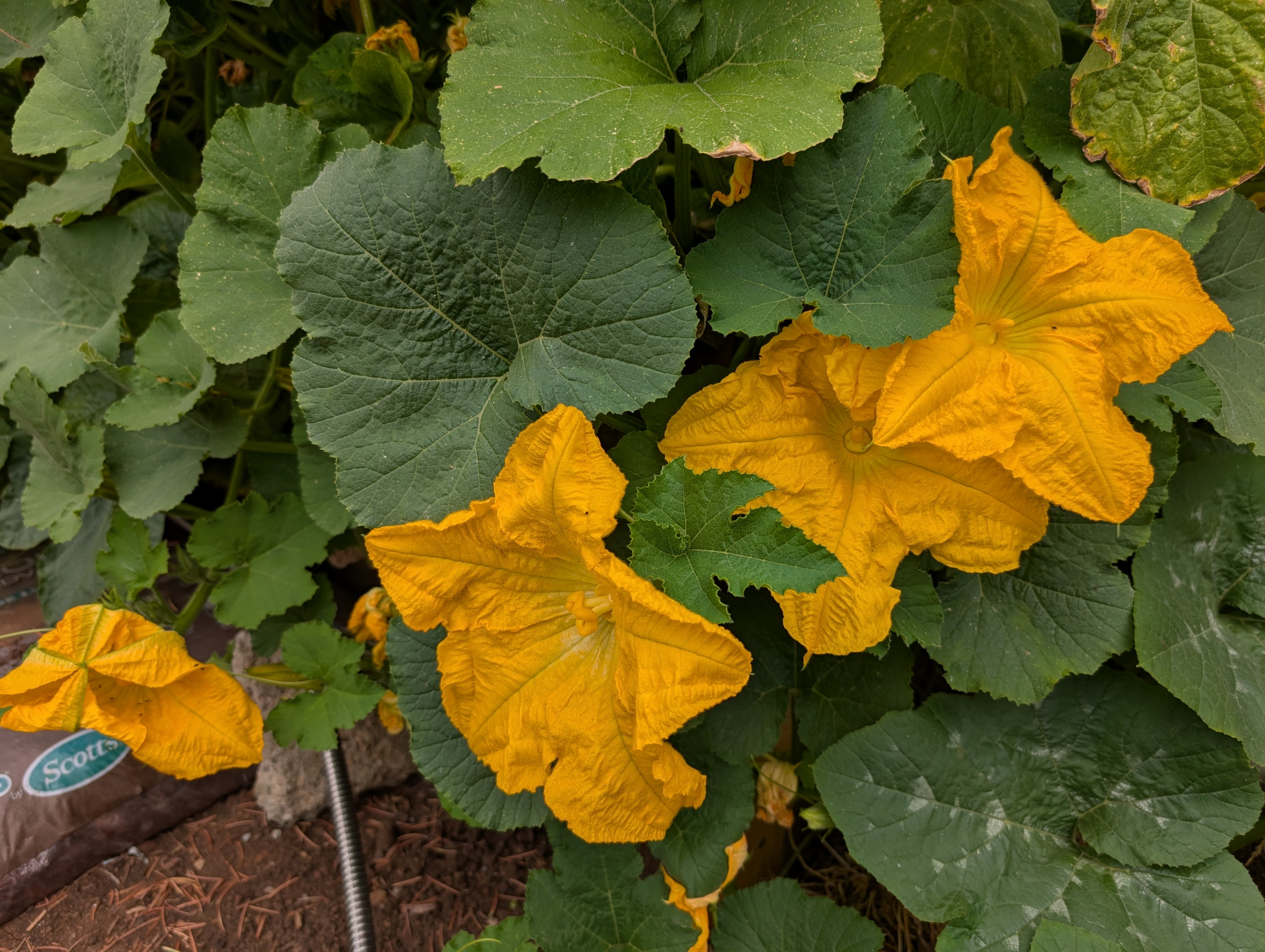 Garden status 2025-07-23
