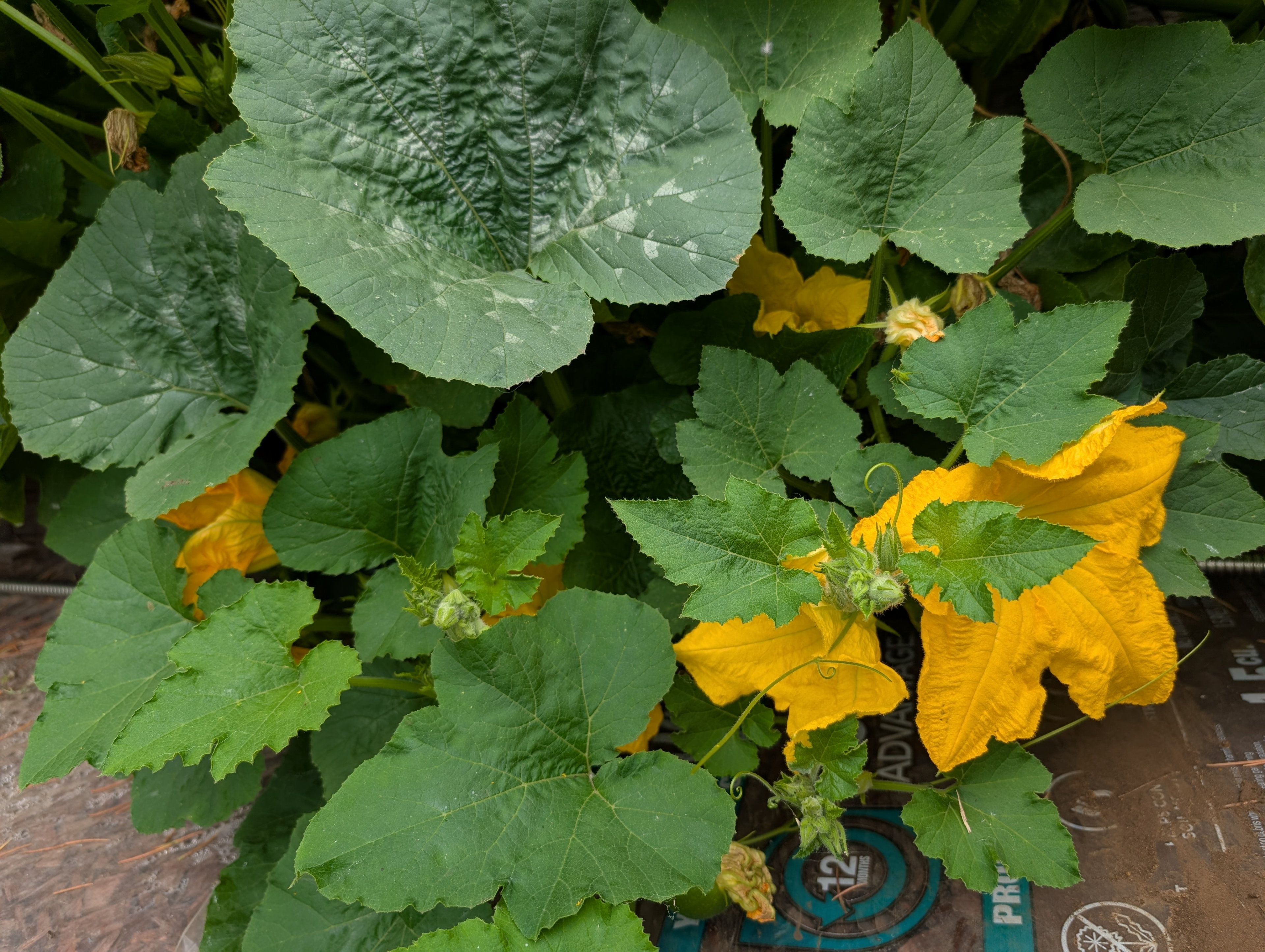 Garden status 2025-07-23