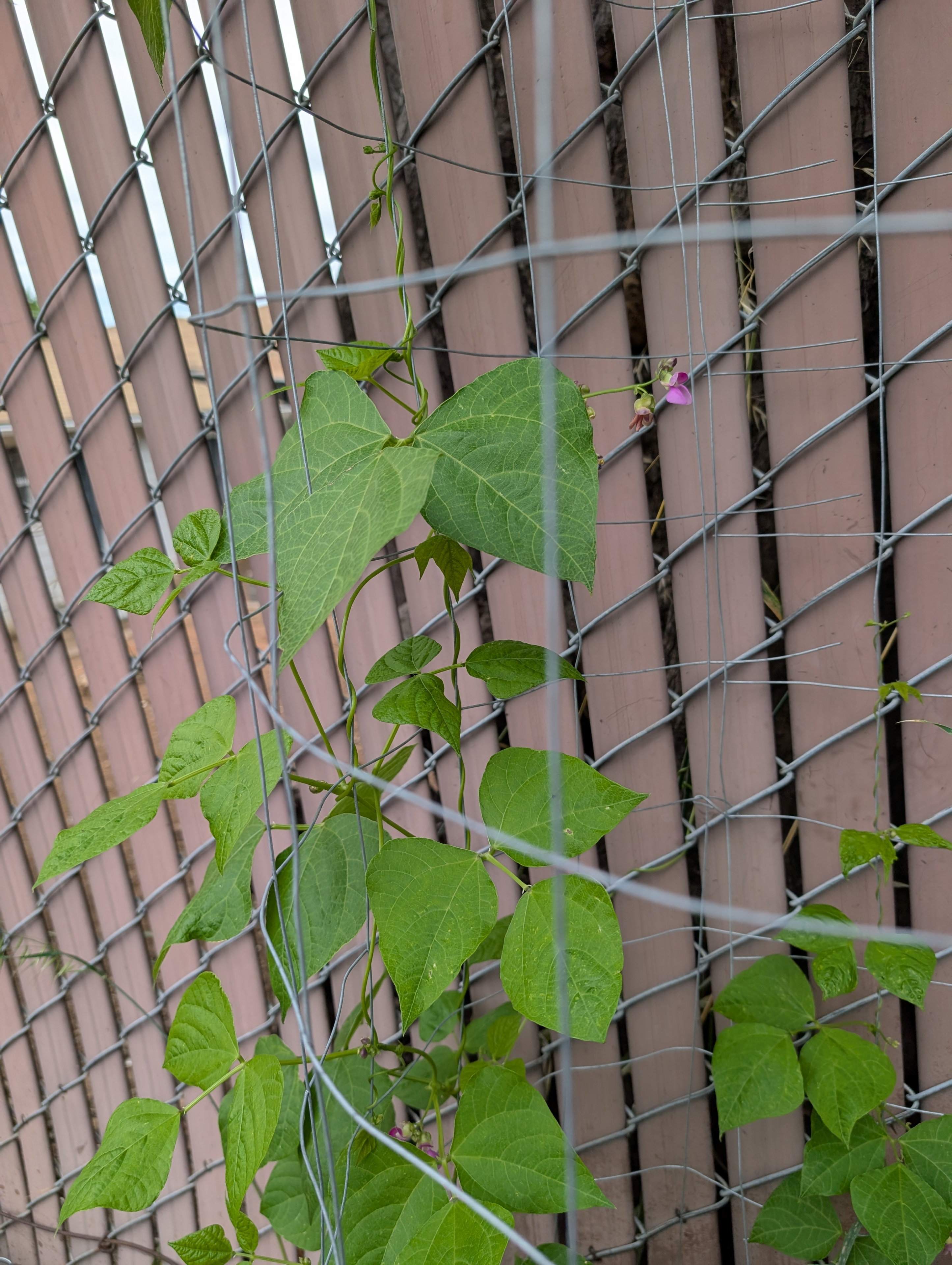 Garden status 2025-07-23