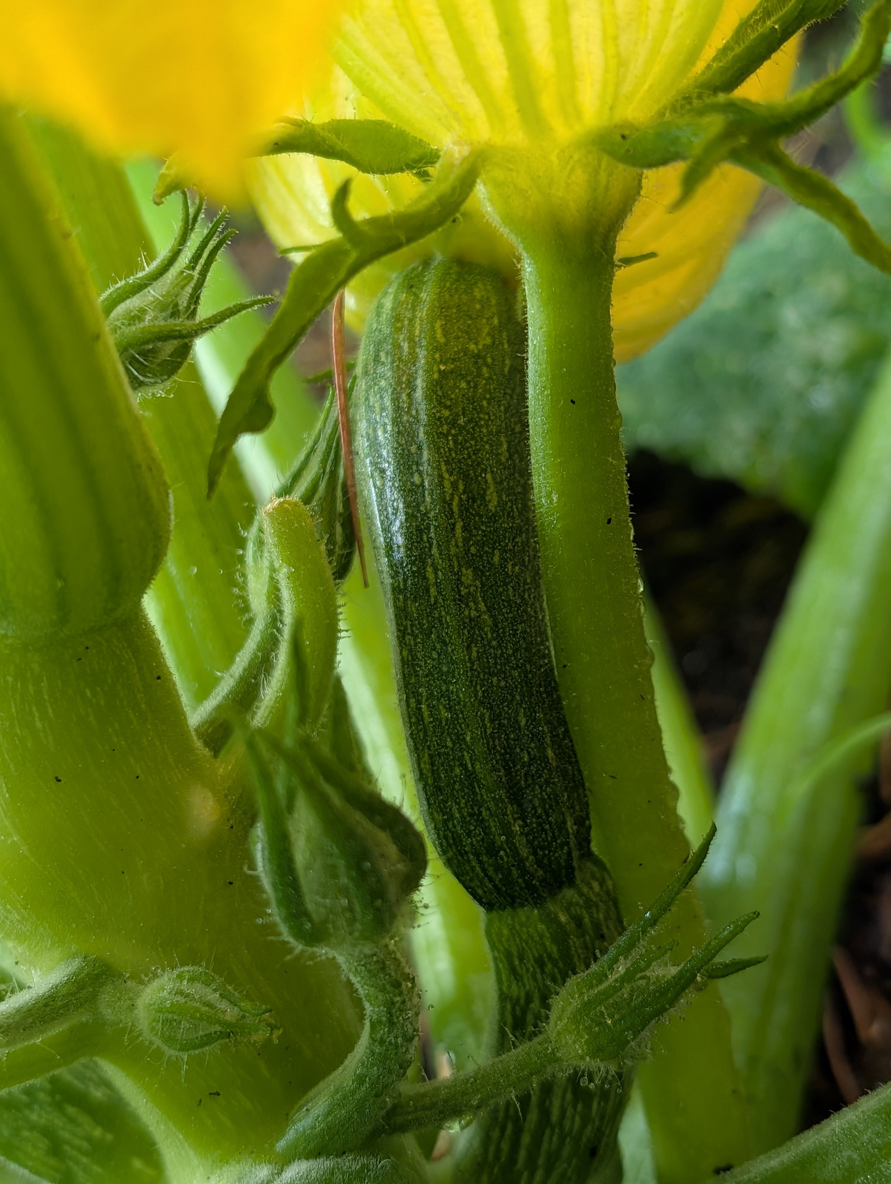 Garden status 2025-07-26