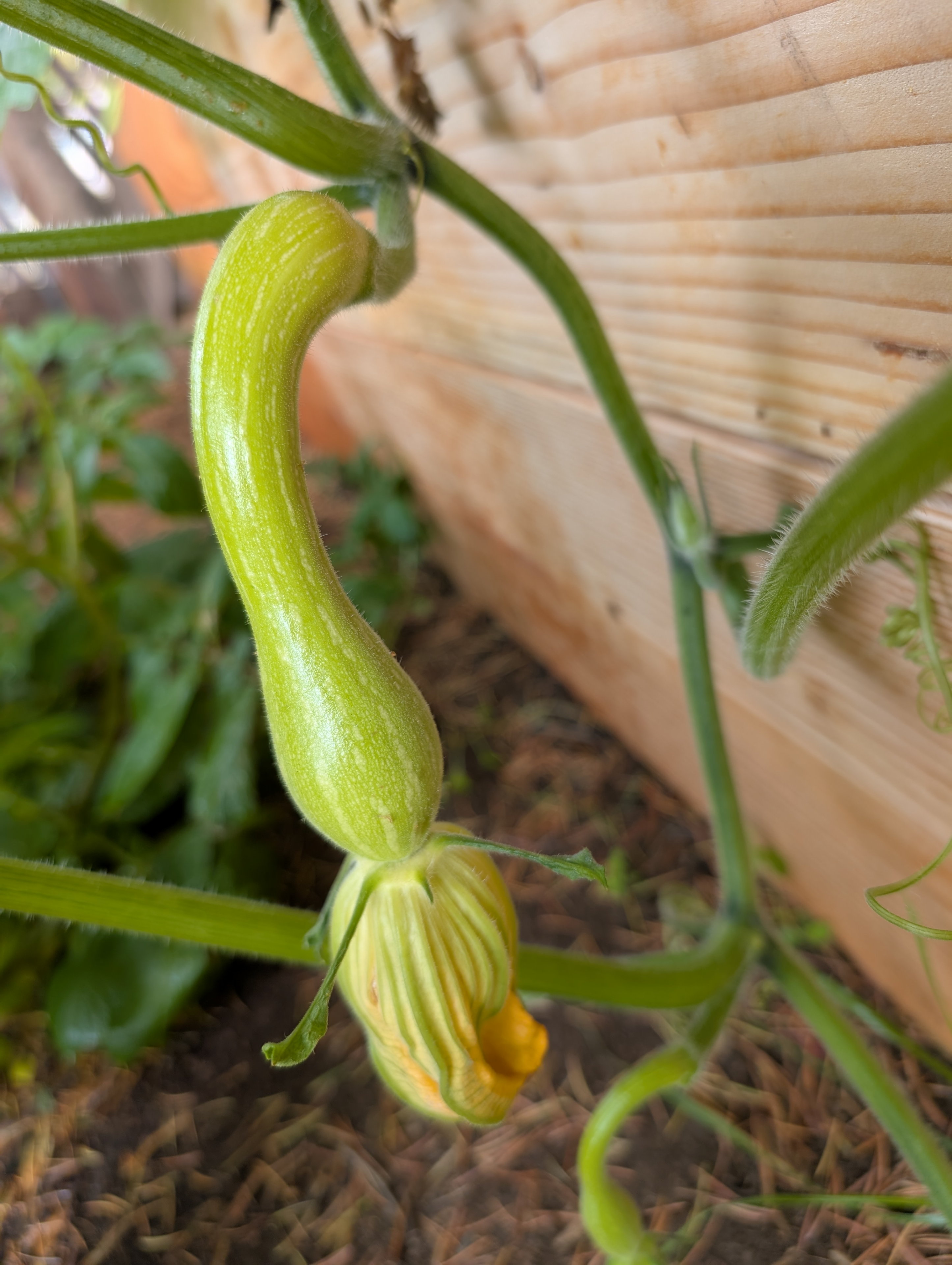 Garden status 2025-07-26