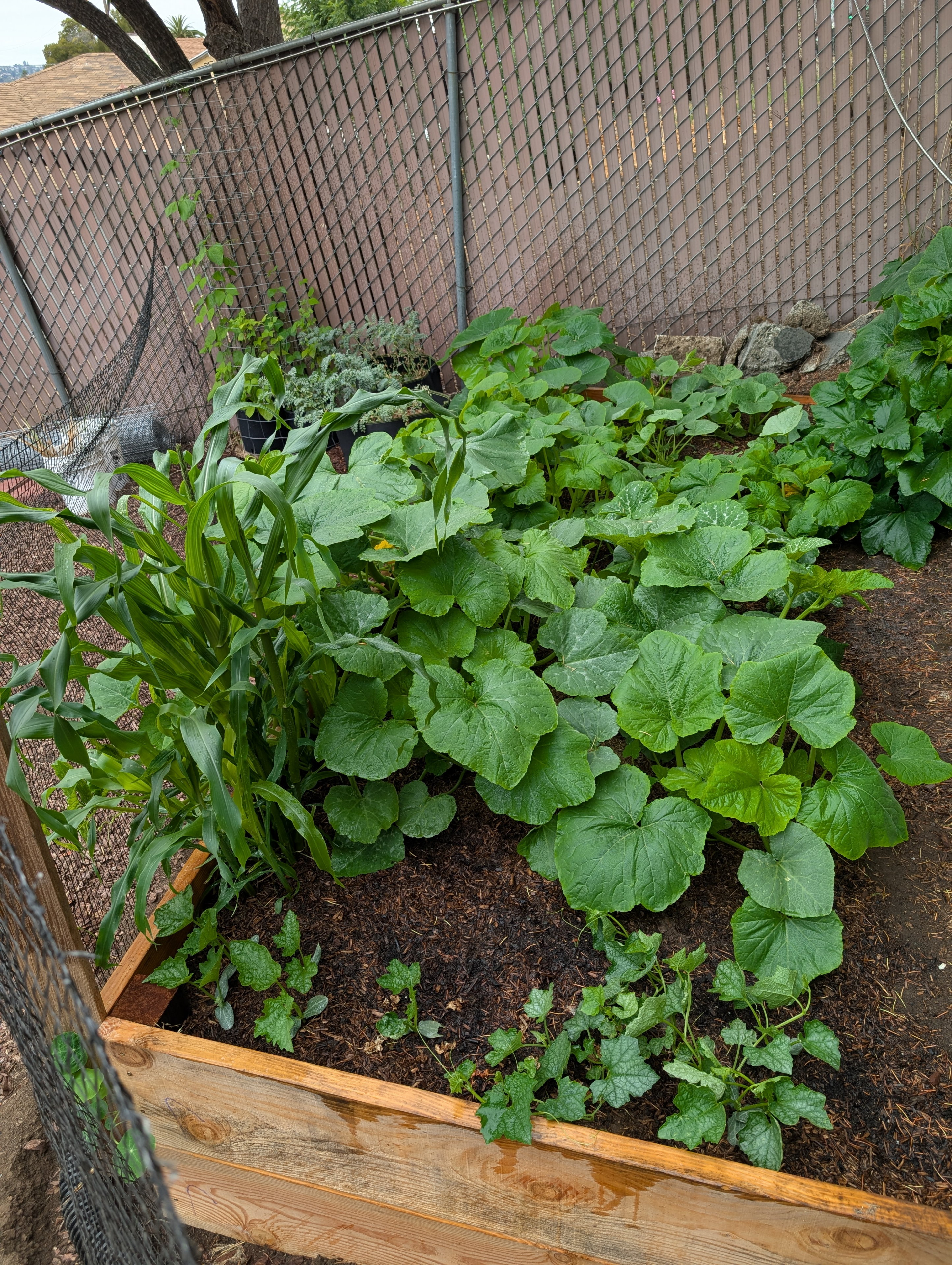 Garden status 2025-07-27