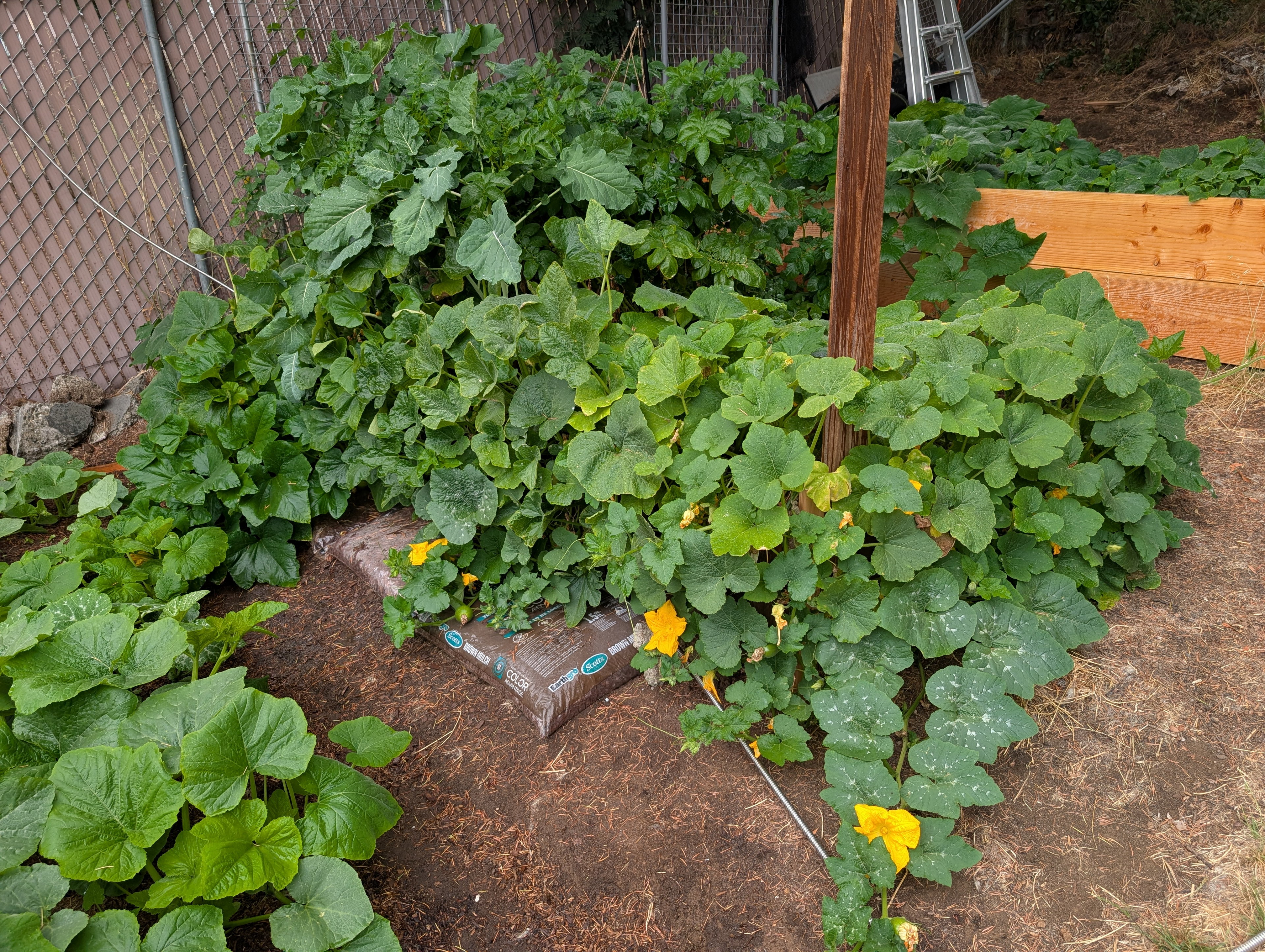 Garden status 2025-07-27