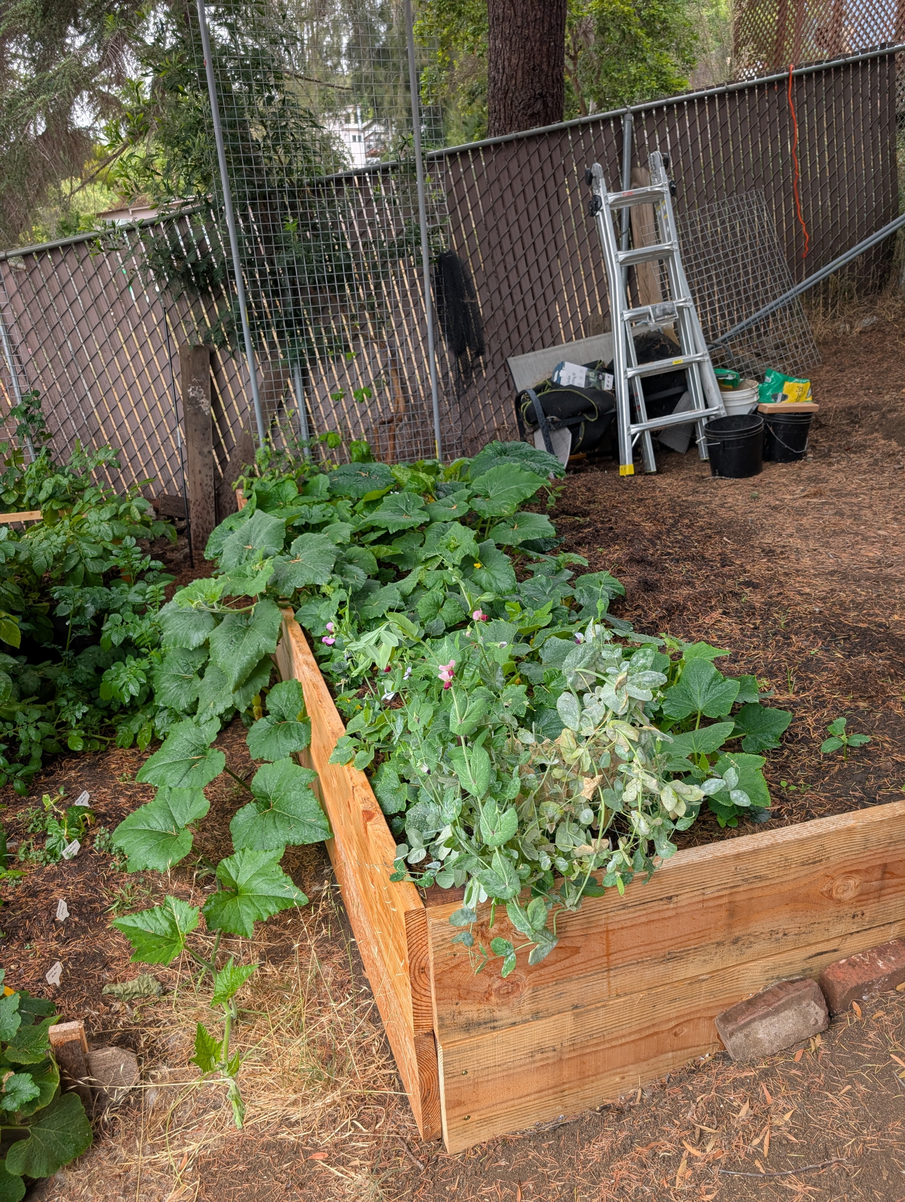Garden status 2025-07-27