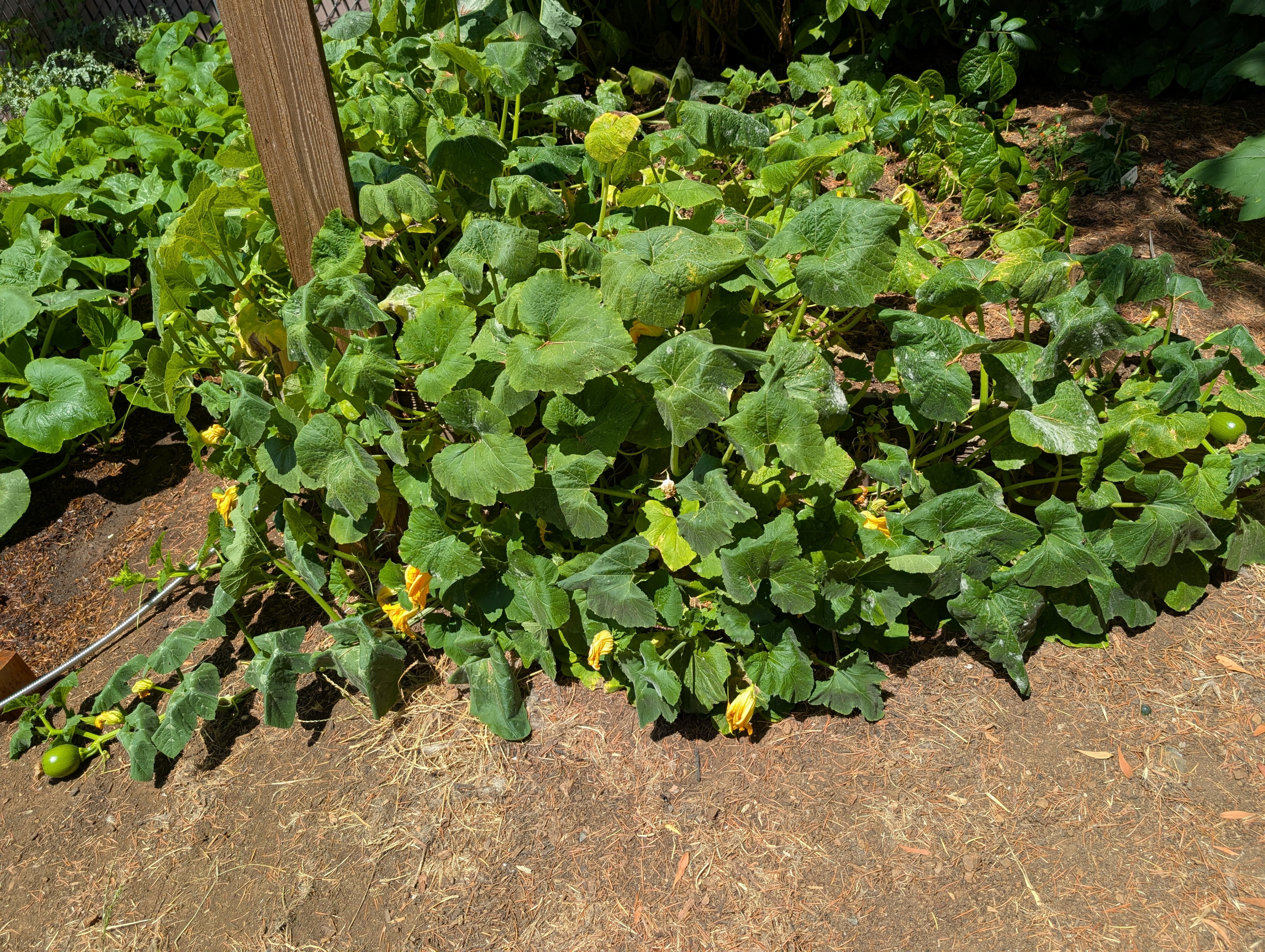 Garden status 2025-07-29: Starting to get powdery mildew on the first pumpkins I planted. I'll have to research what to do.