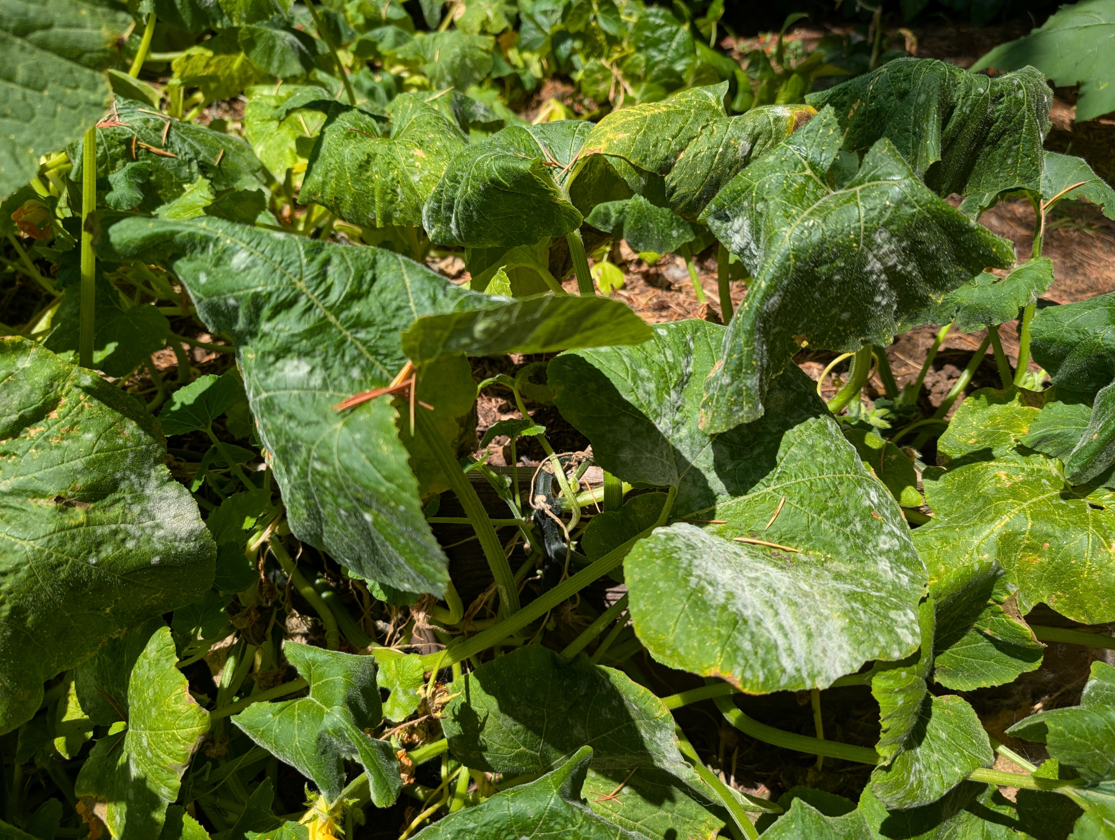 Garden status 2025-07-29: Starting to get powdery mildew on the first pumpkins I planted. I'll have to research what to do.
