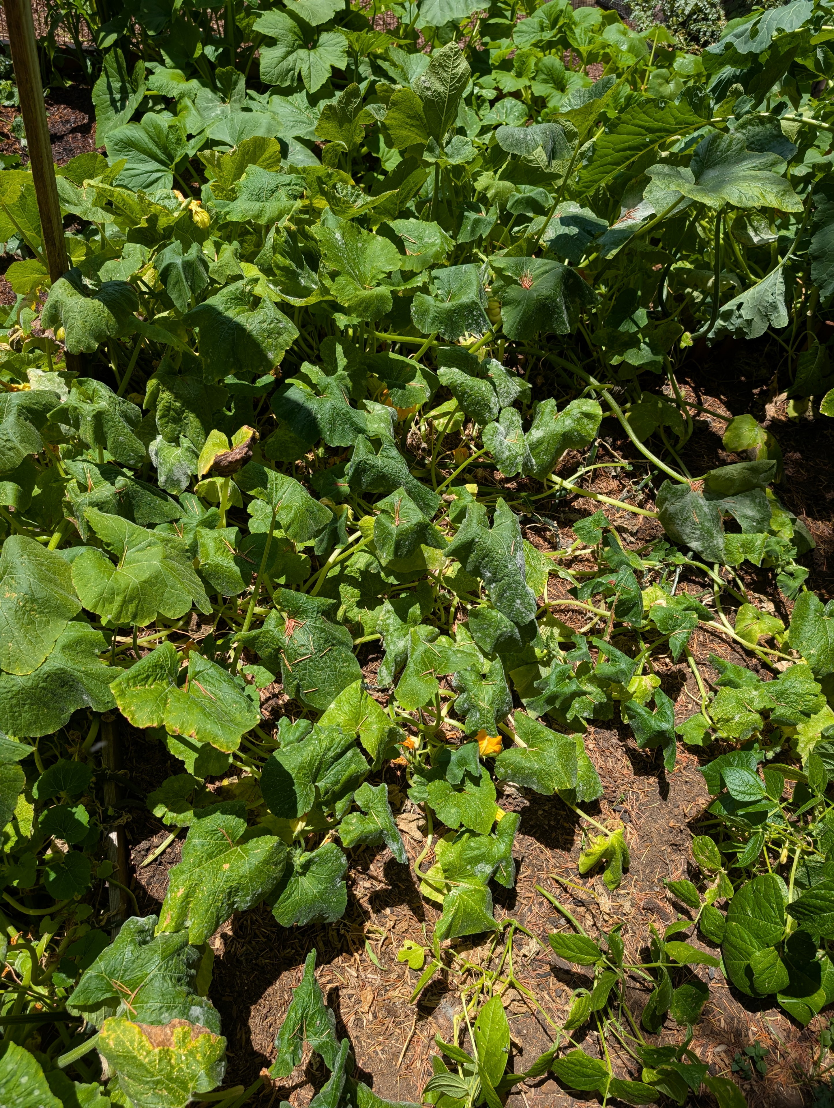 Garden status 2025-07-29: Starting to get powdery mildew on the first pumpkins I planted. I'll have to research what to do.