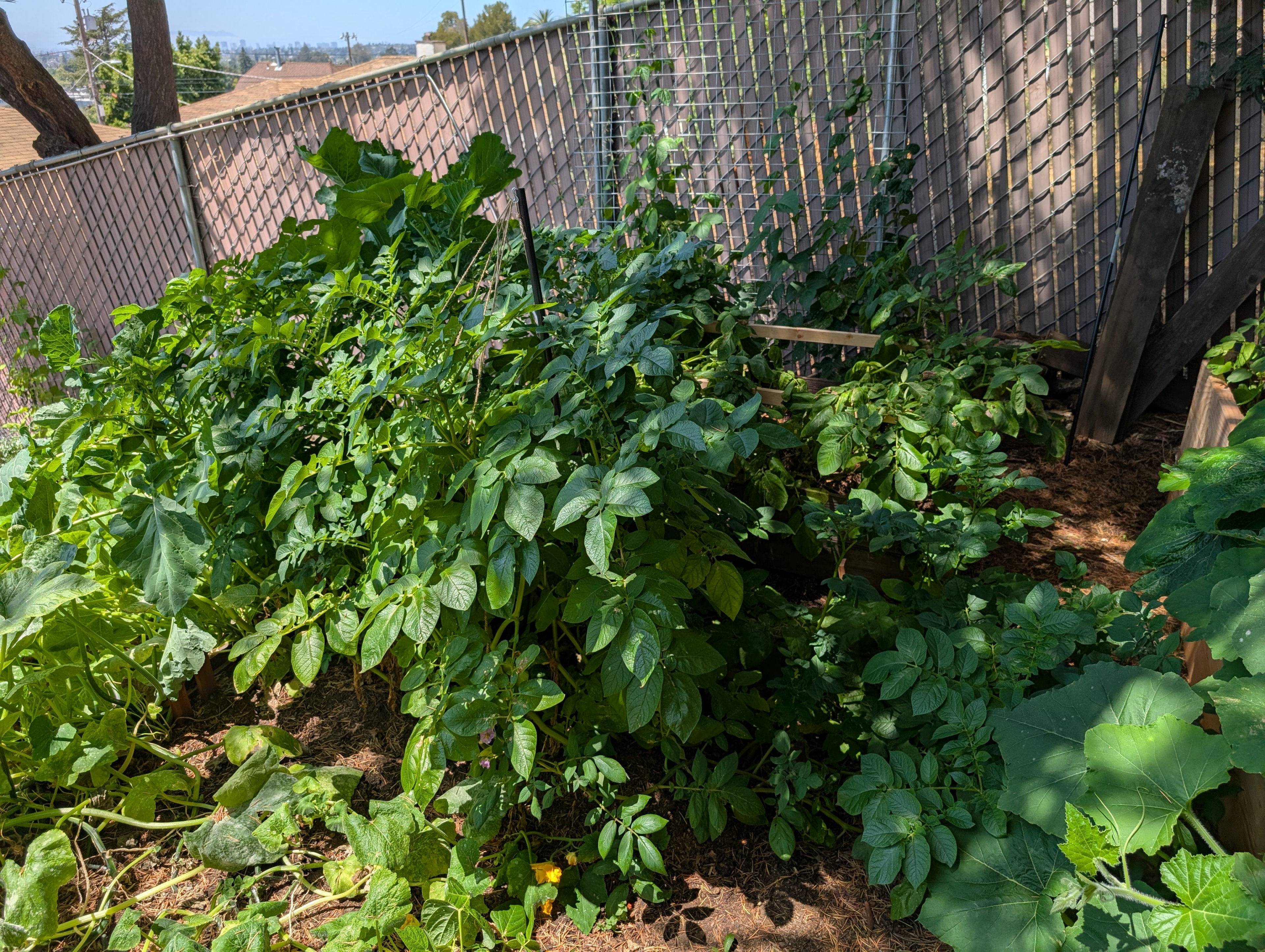 Garden status 2025-07-29