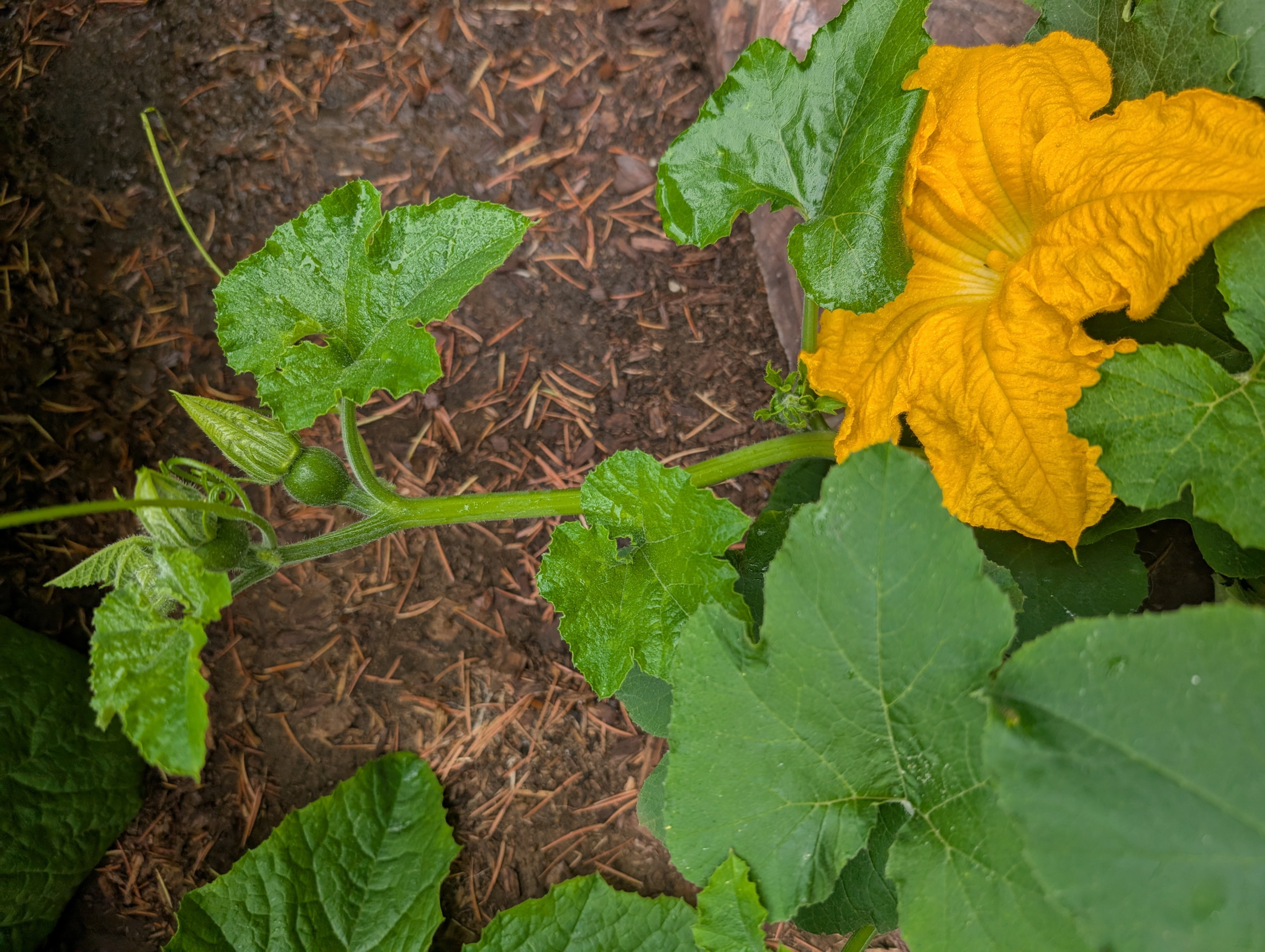 Garden status 2025-07-30