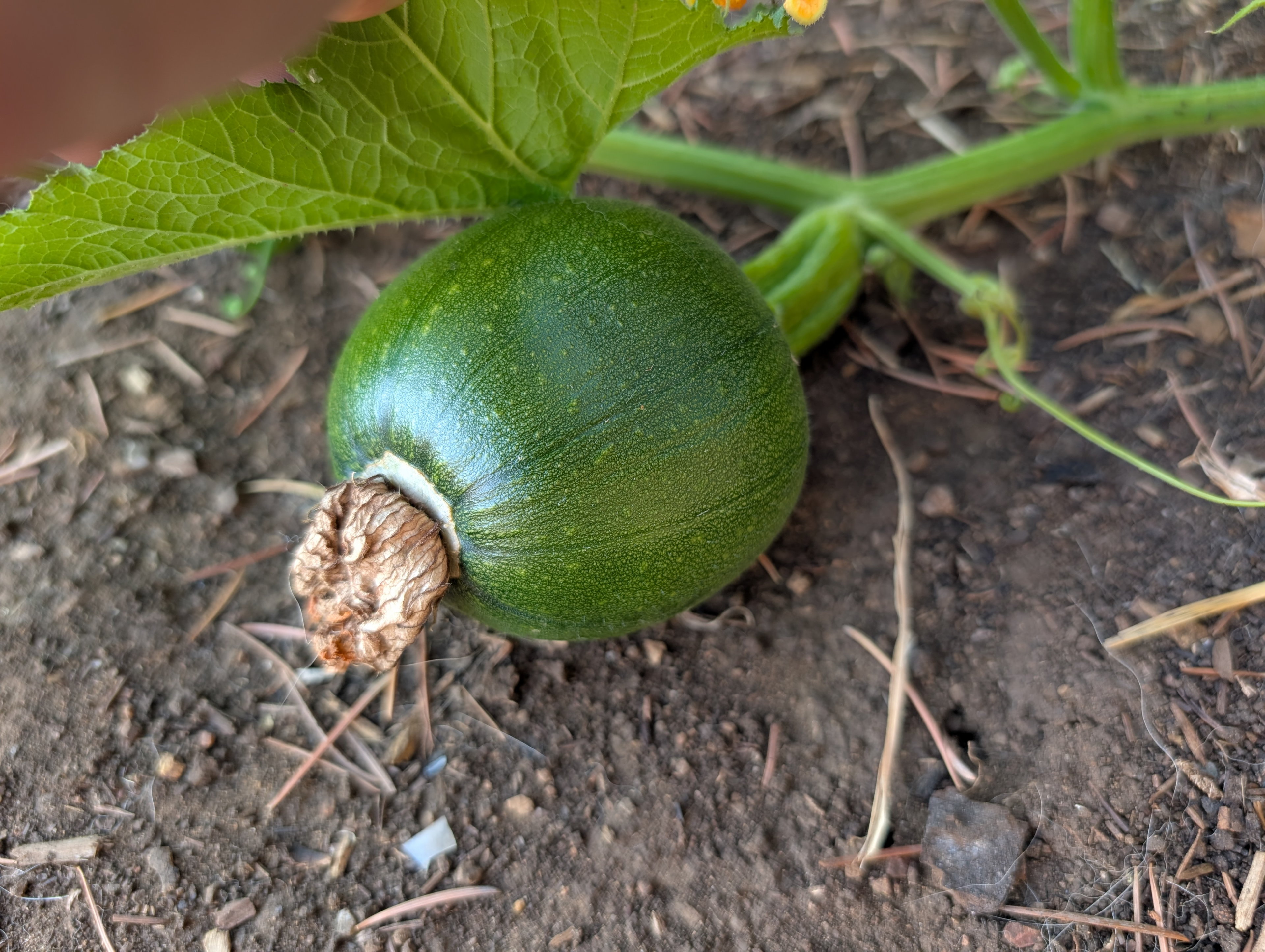 Garden status 2025-07-31