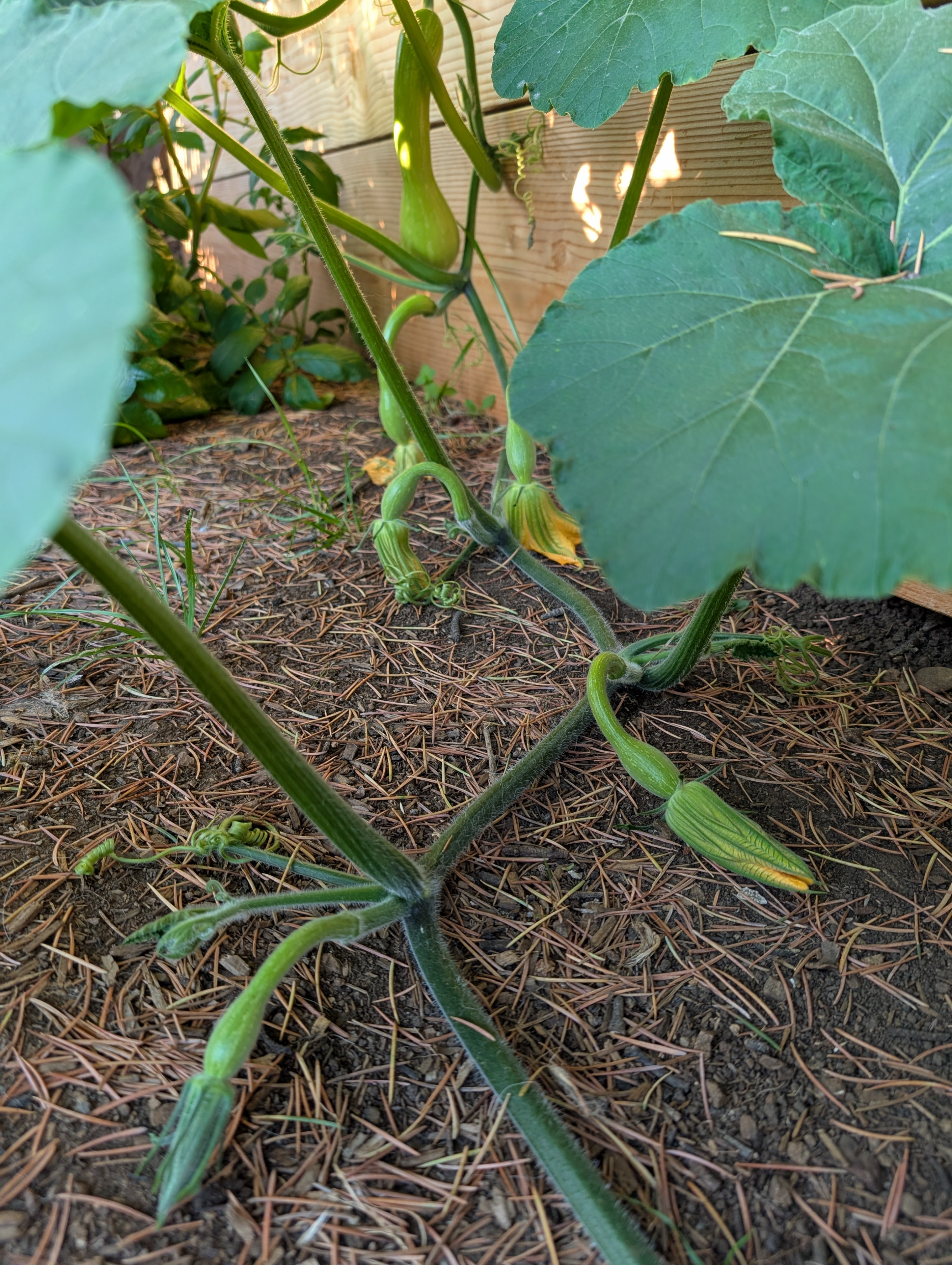 Garden status 2025-07-31