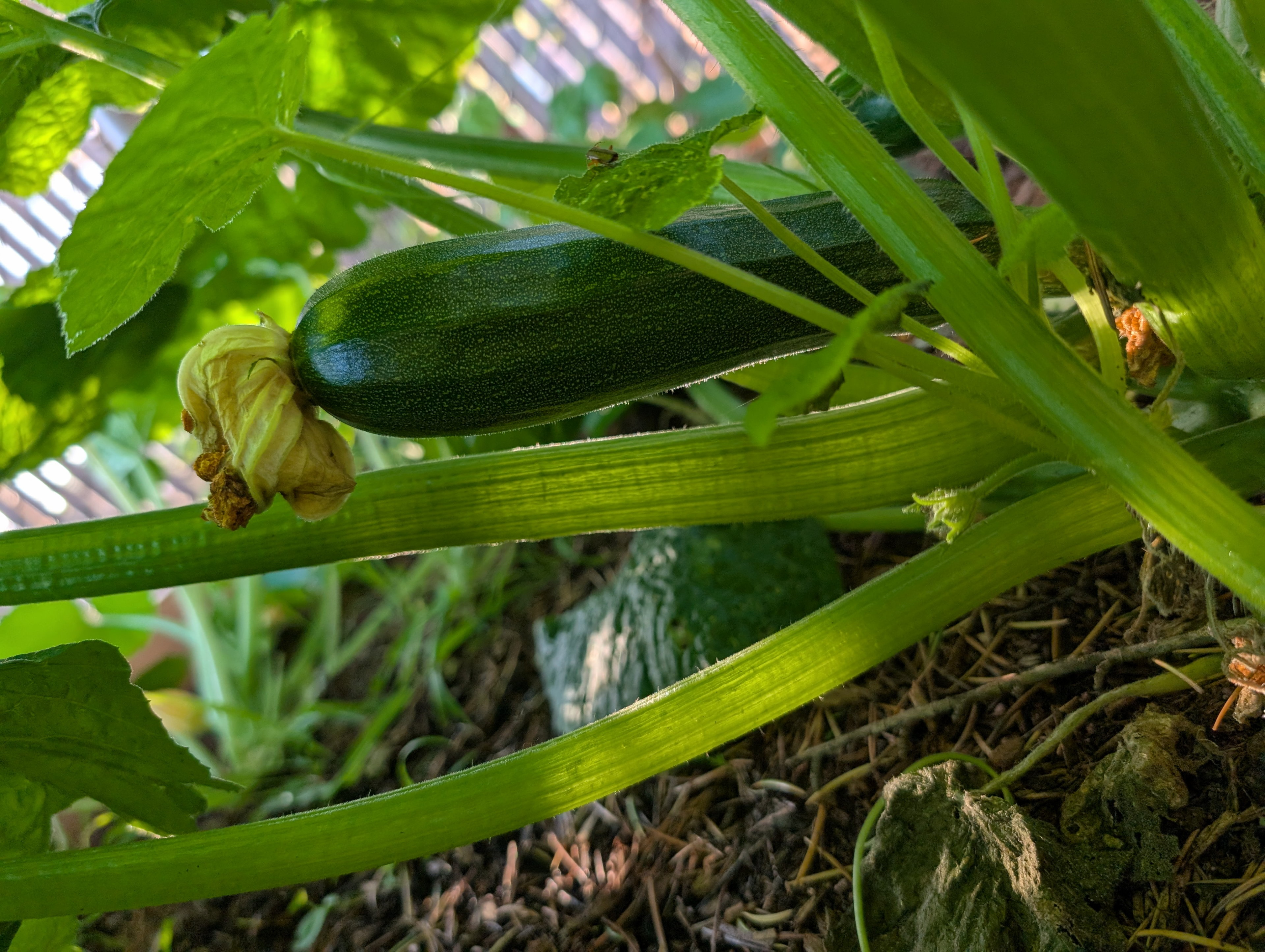 Garden status 2025-07-31