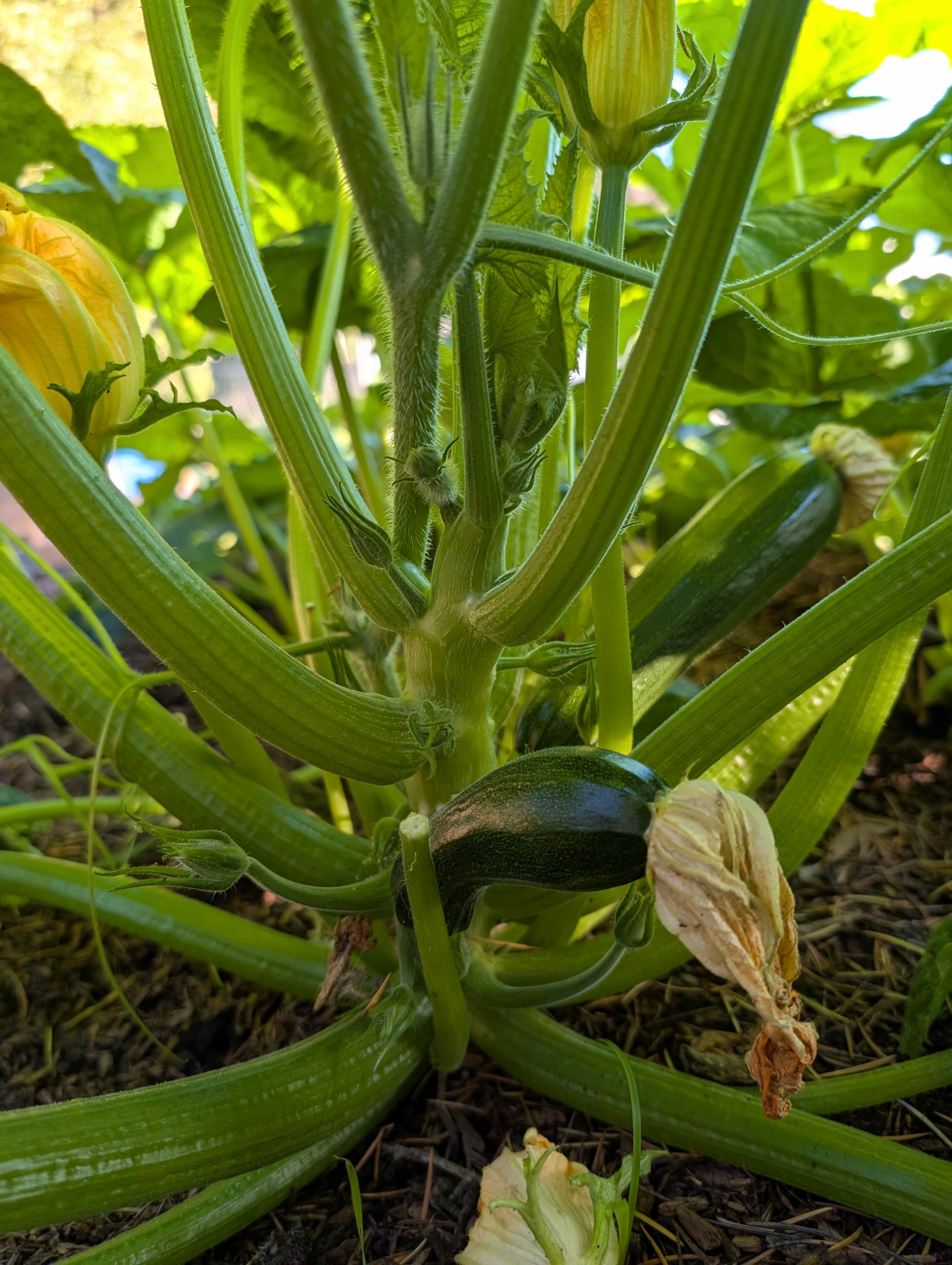 Garden status 2025-07-31