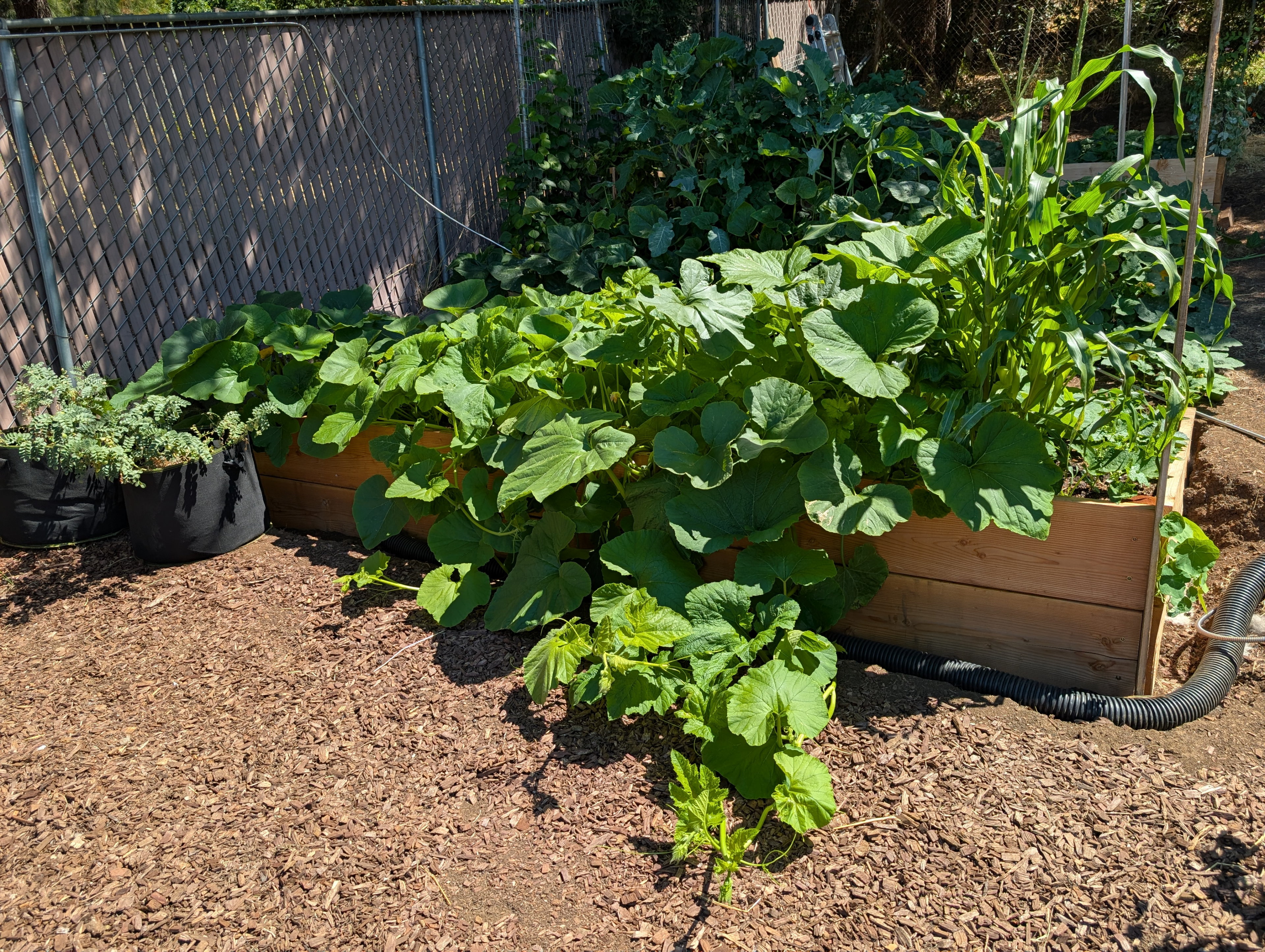 Garden status 2025-08-02