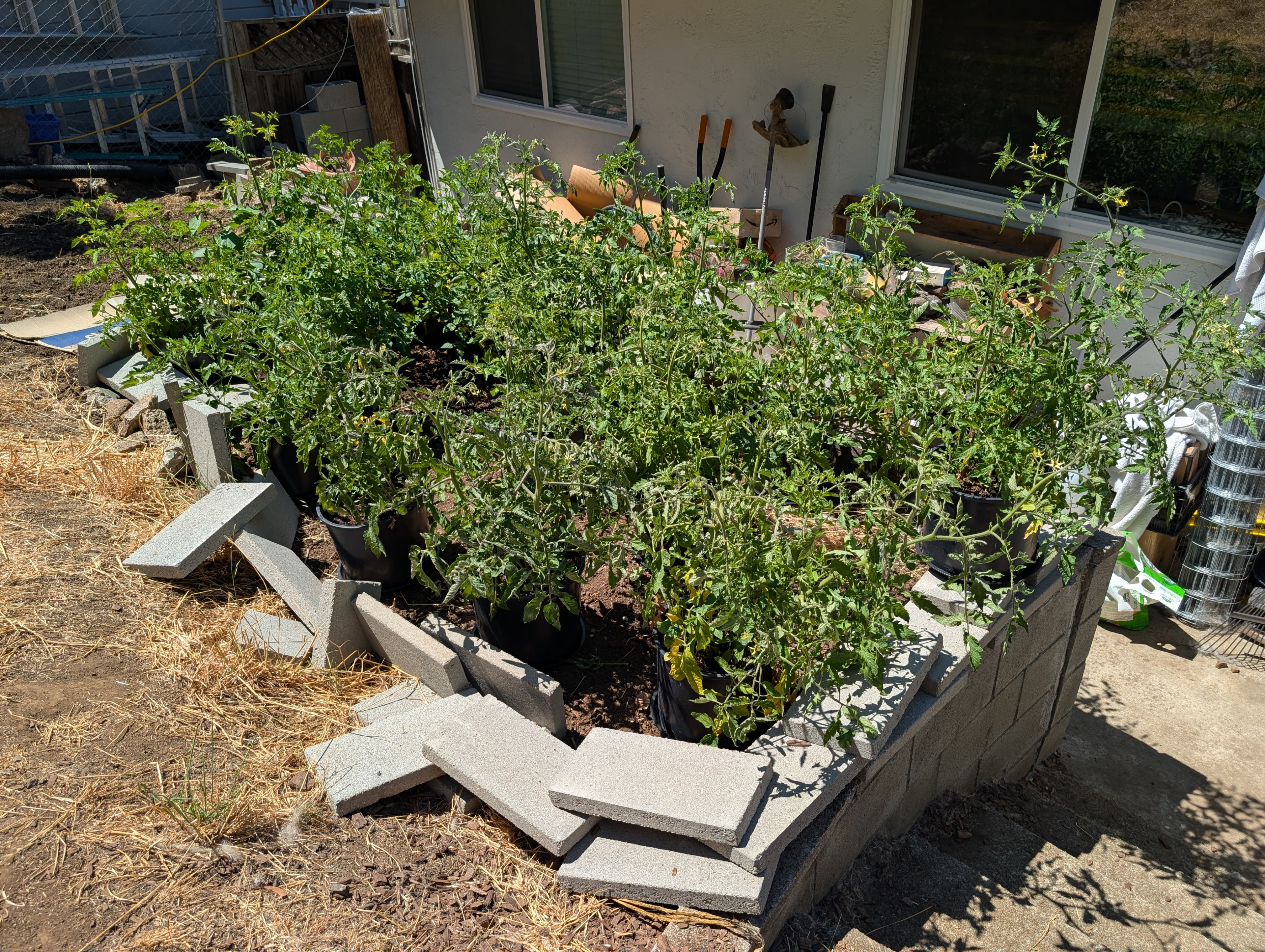 Garden status 2025-08-02: Tomatoes at about 110 days.