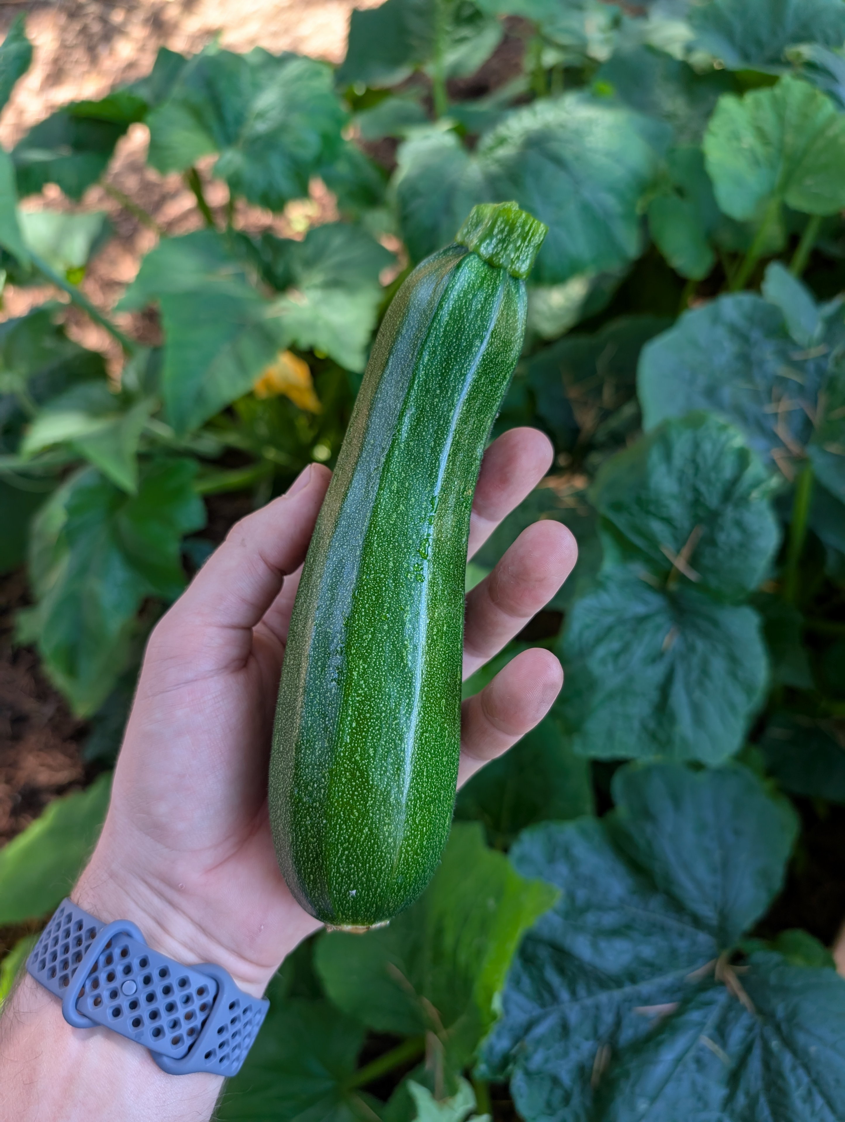 Garden status 2025-08-02