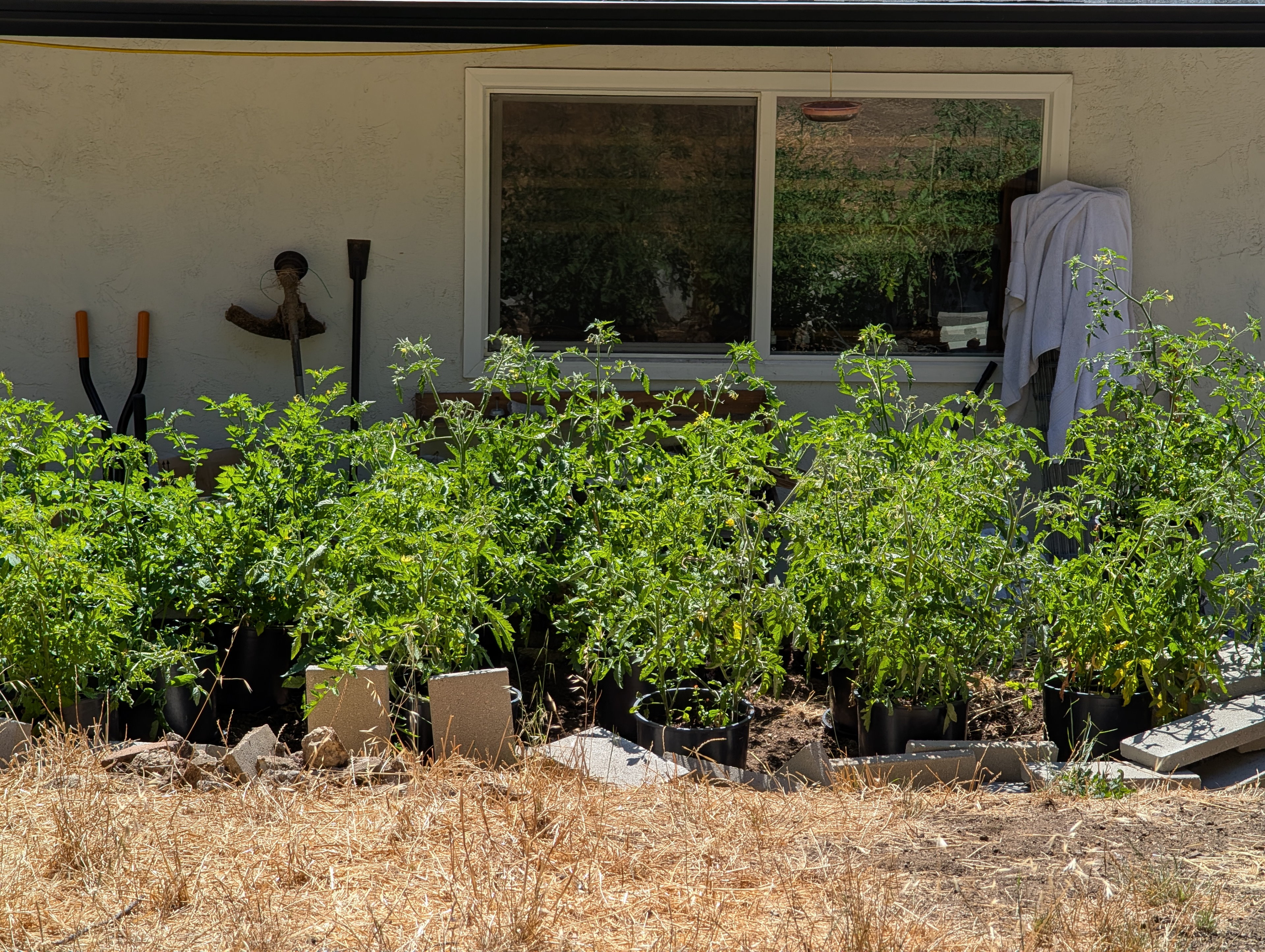 Garden status 2025-08-02: Tomatoes at about 110 days.