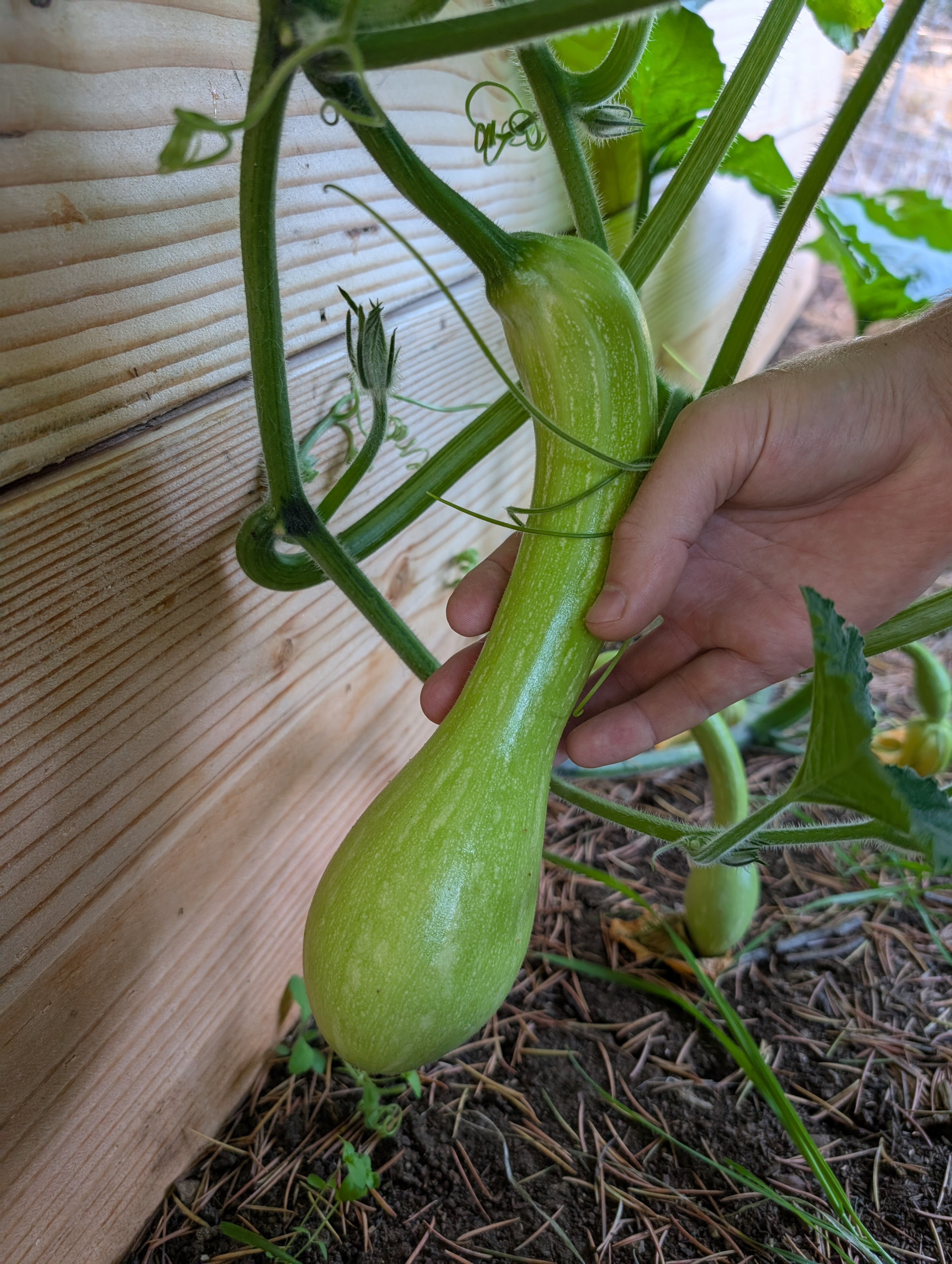 Garden status 2025-08-03