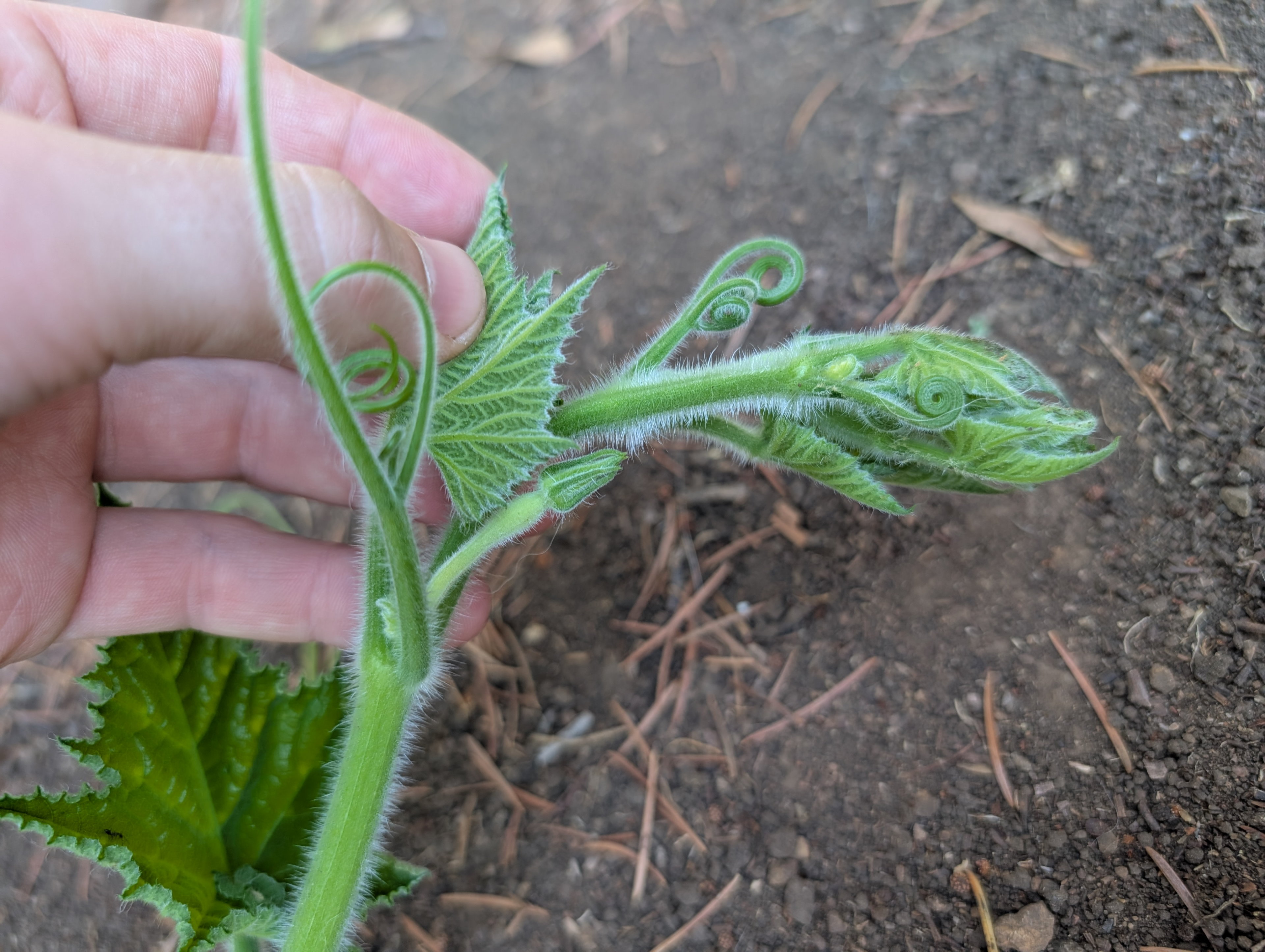 Garden status 2025-08-03