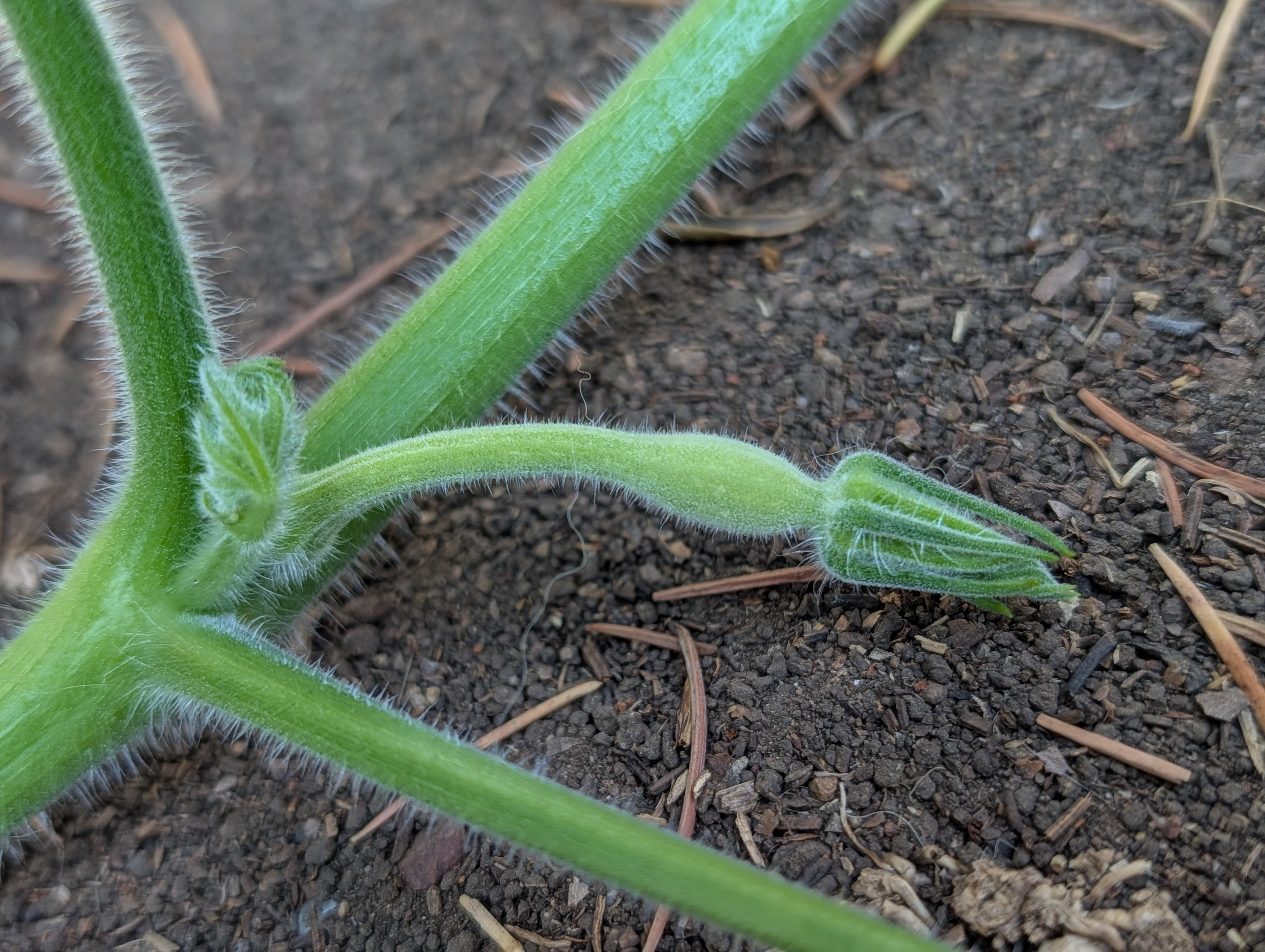 Garden status 2025-08-03