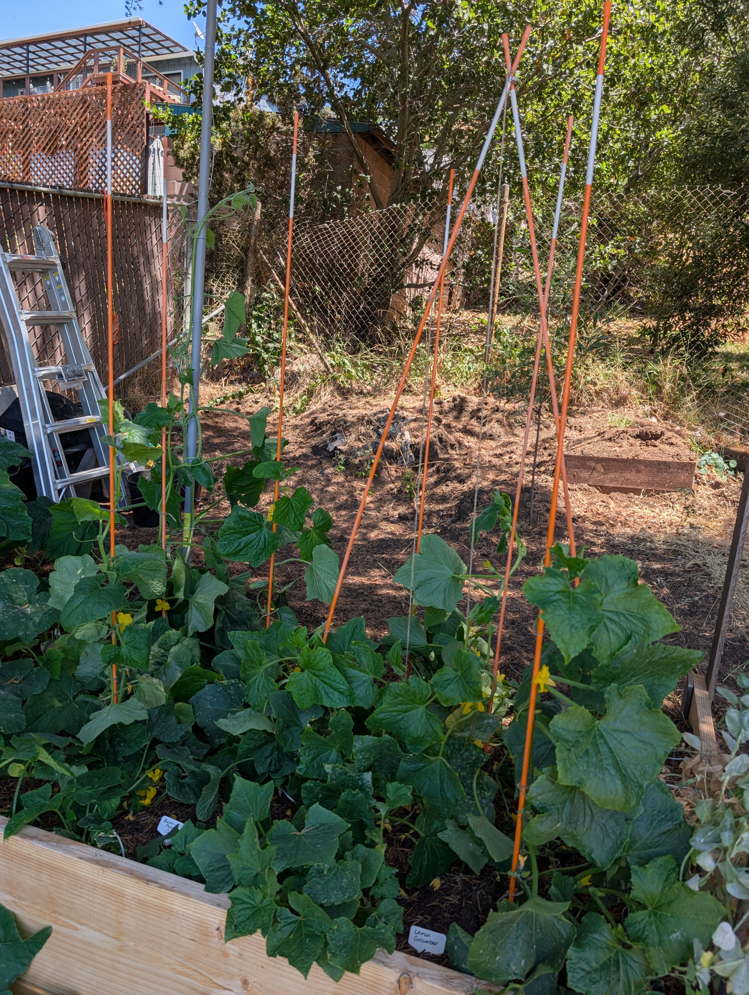 Garden status 2025-08-05: Now the cucumbers are finally taking up some space, so I'm attempting to stake them up higher.