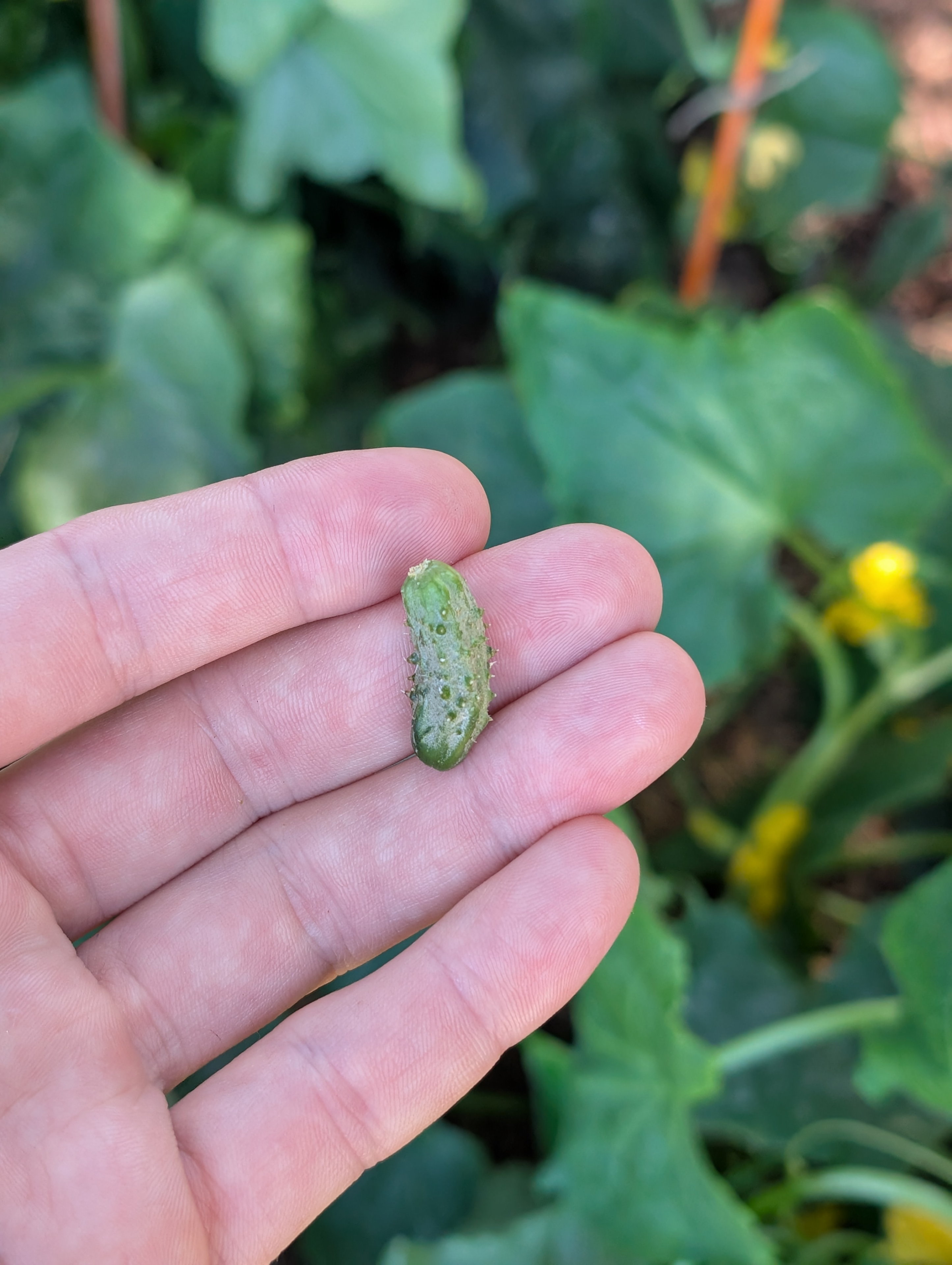 Garden status 2025-08-05: First tiny cucumber harvest! (It fell off the vine by accident.)