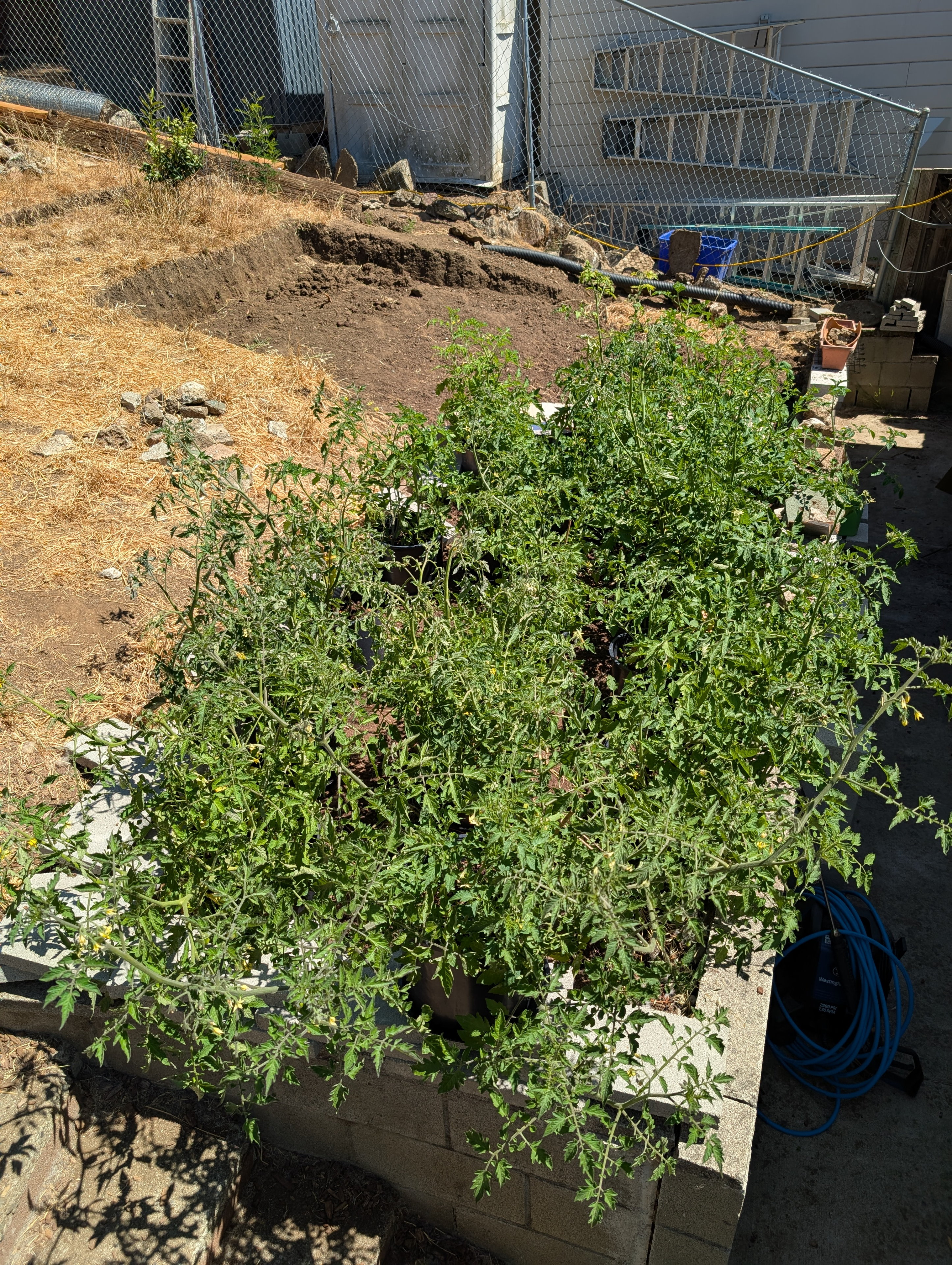 Garden status 2025-08-05
