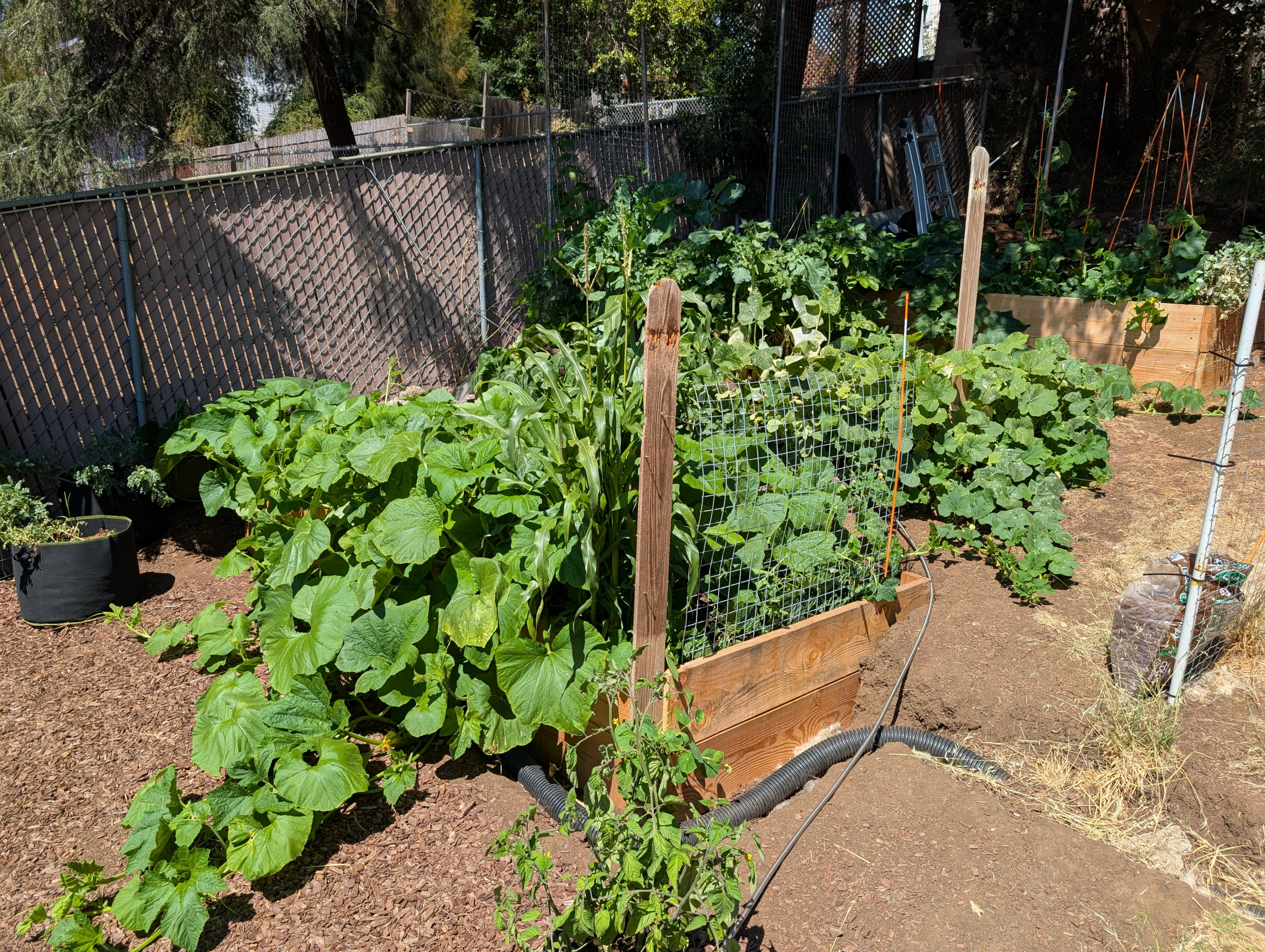 Garden status 2025-08-05