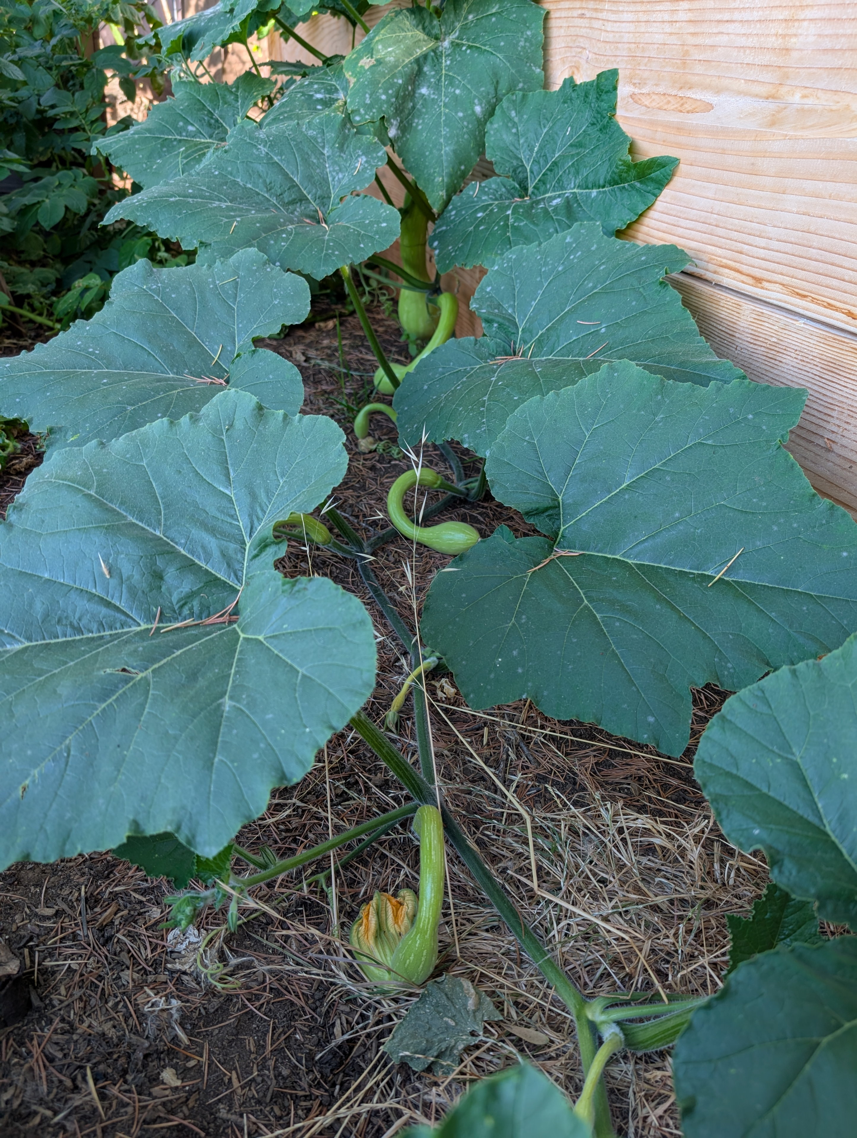 Garden status 2025-08-07